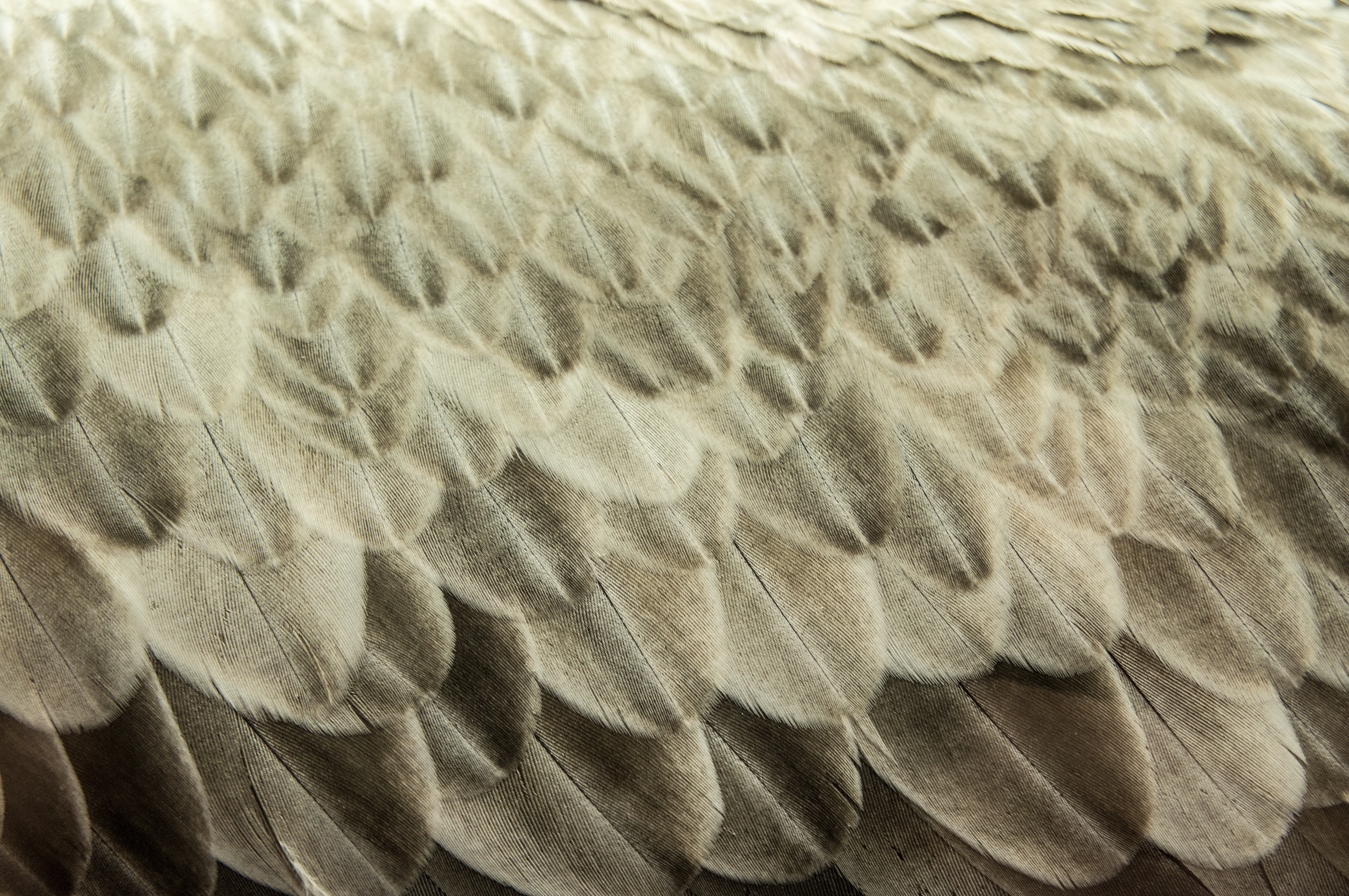 Close-up of a vulture's feather pattern HD Wallpaper