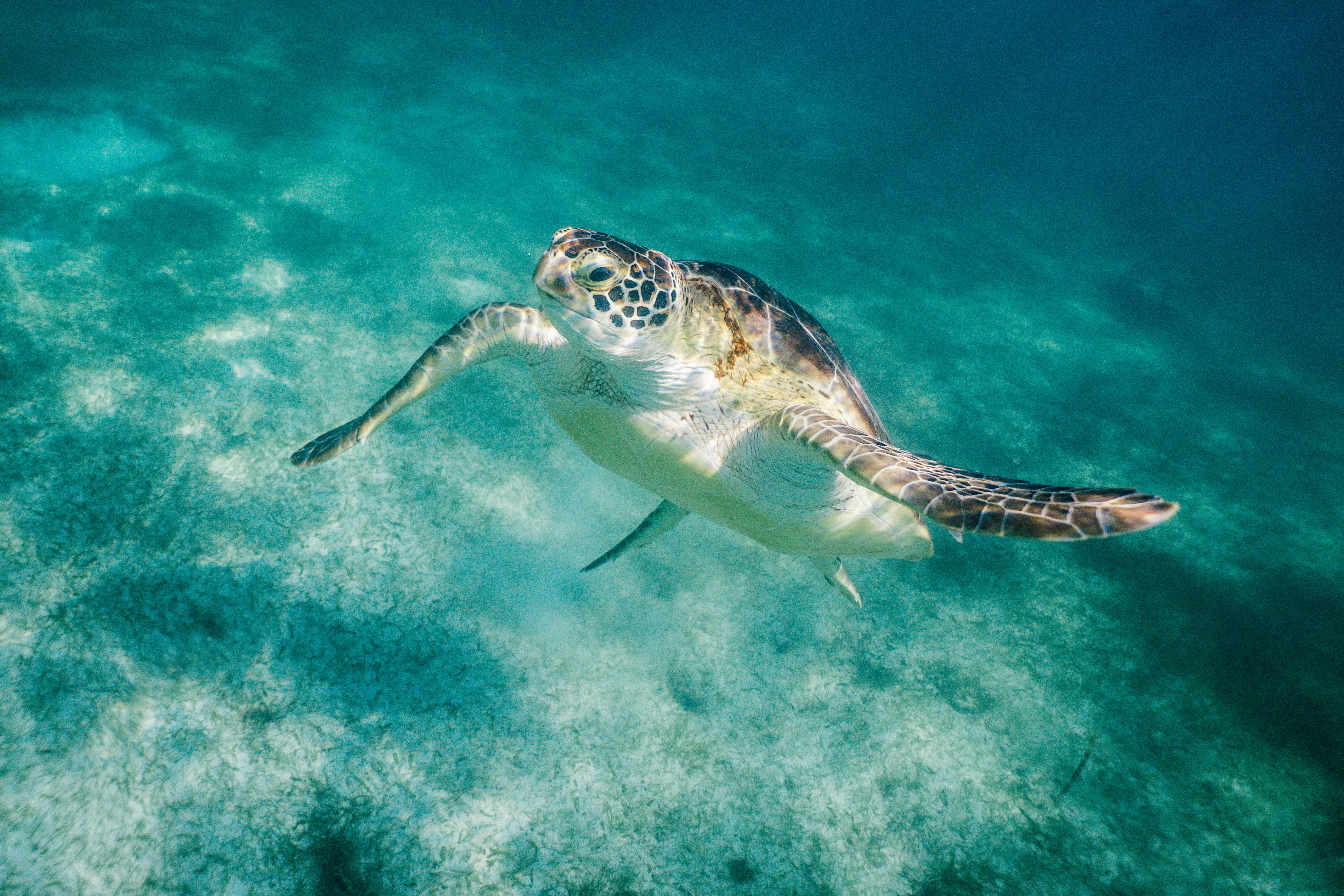 Sea turtle swimming over the ocean floor HD Wallpaper
