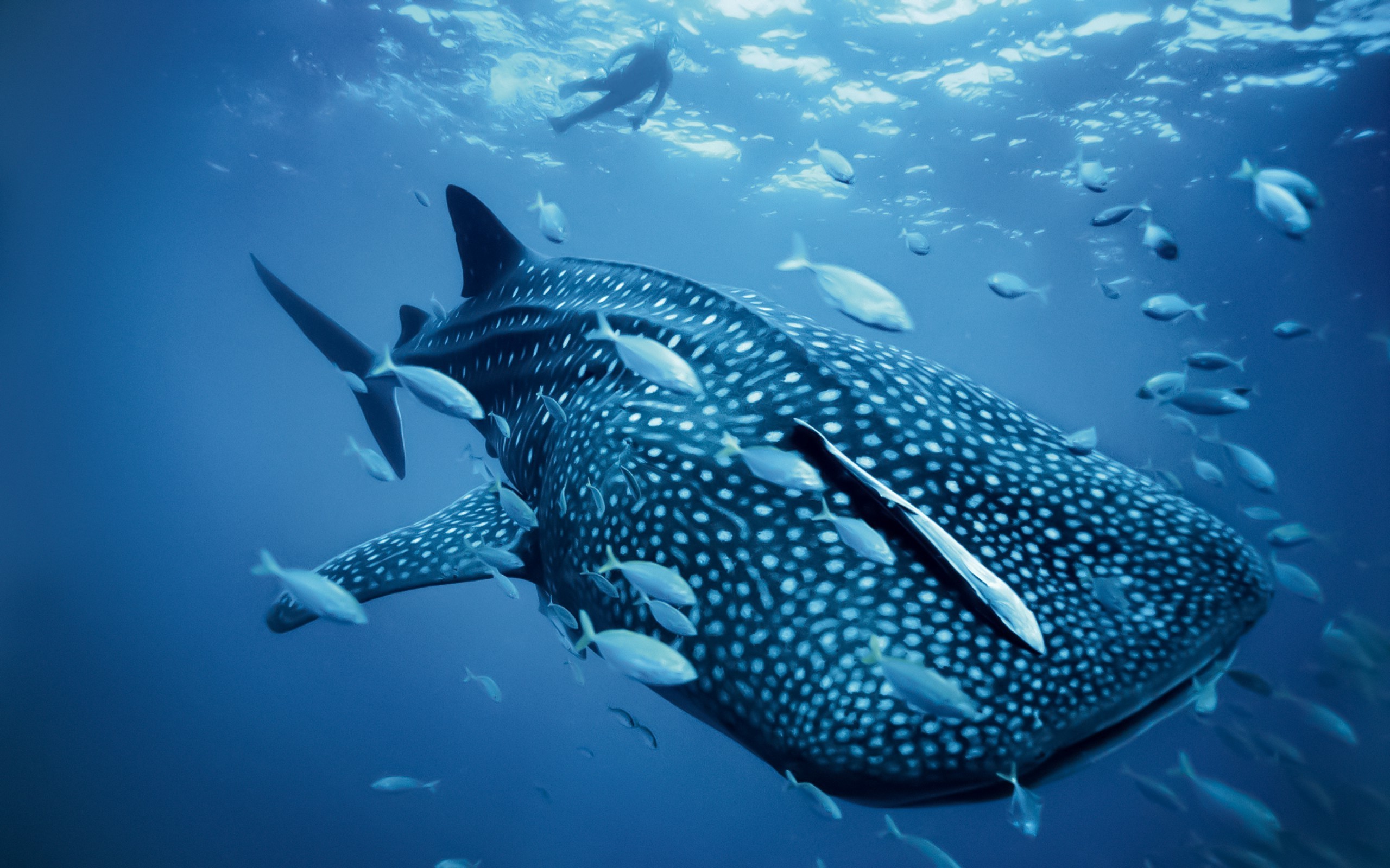 Whale shark swimming with fish and a diver HD Wallpaper