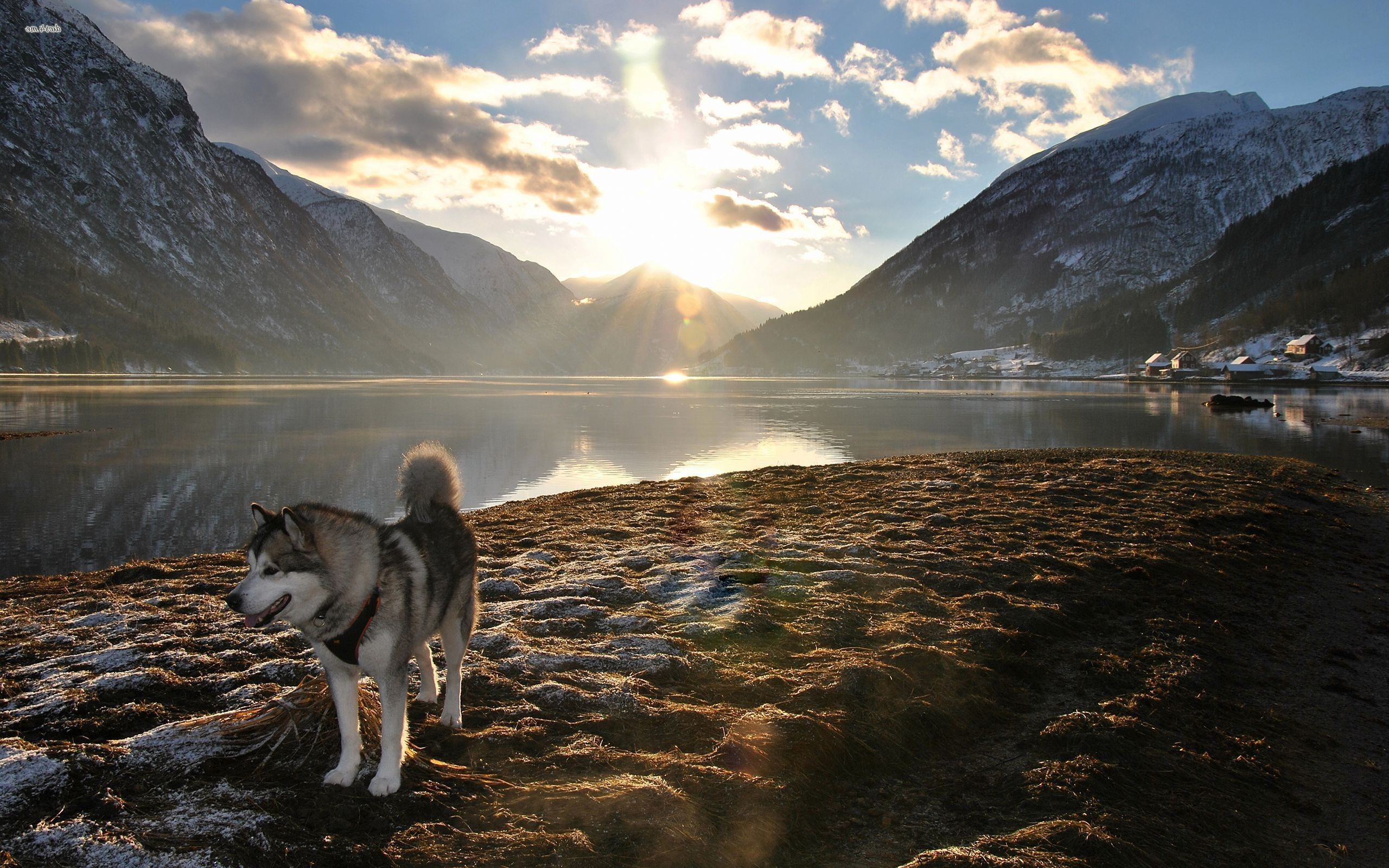 Alaskan Malamute by a lake with mountains and sun HD Wallpaper
