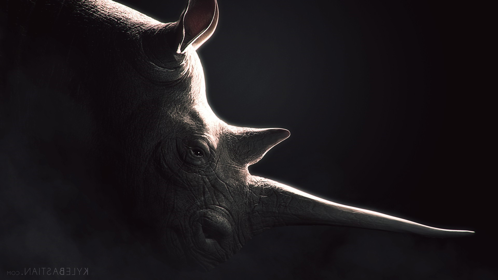 Close-up of a rhinoceros head with a long horn HD Wallpaper