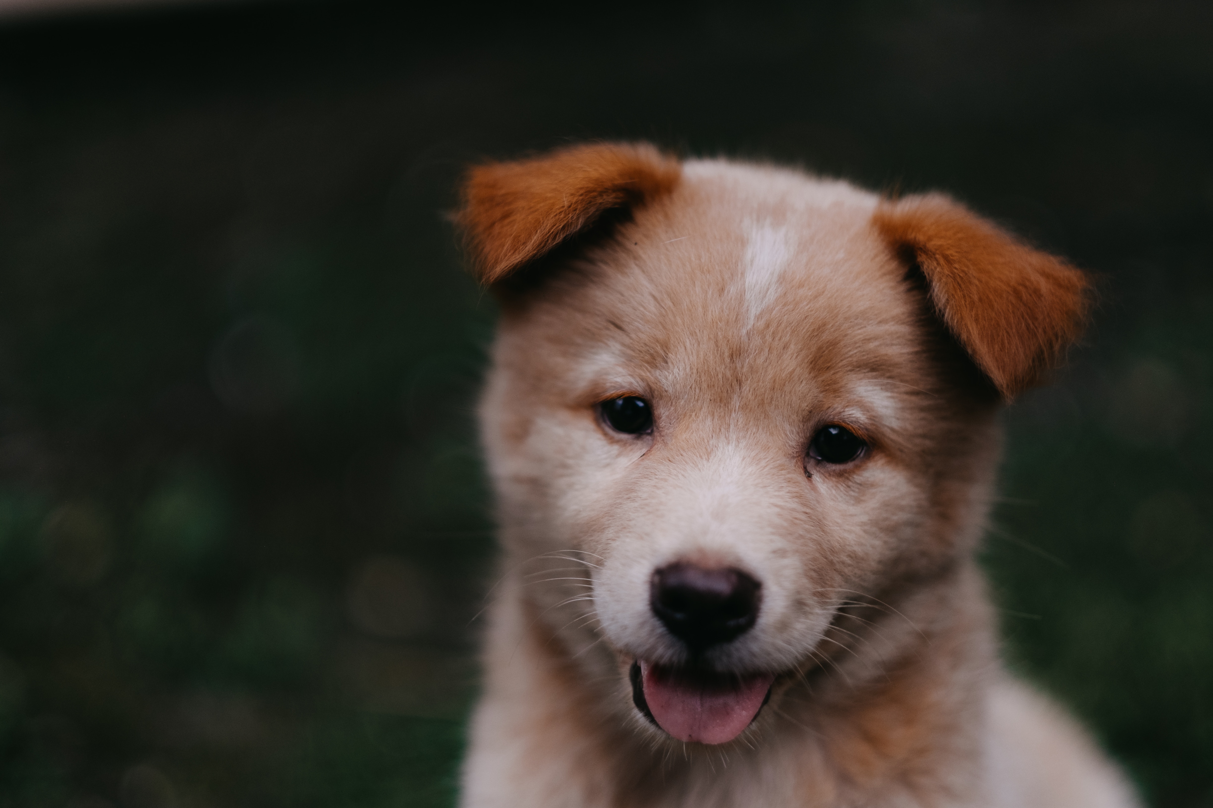 Close-up of a cute puppy with brown ears HD Wallpaper