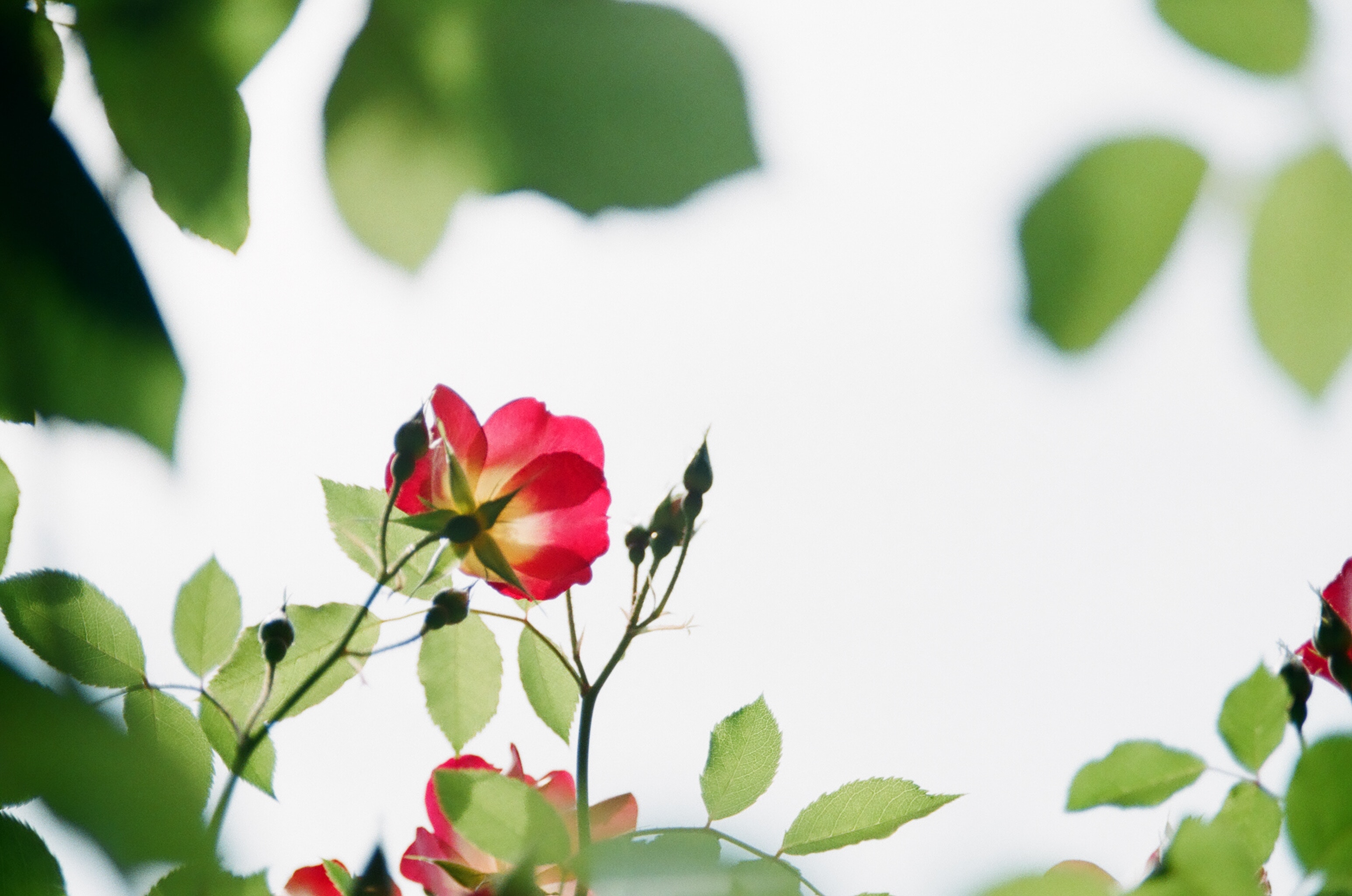 Red and yellow rose with green leaves against bright sky HD Wallpaper