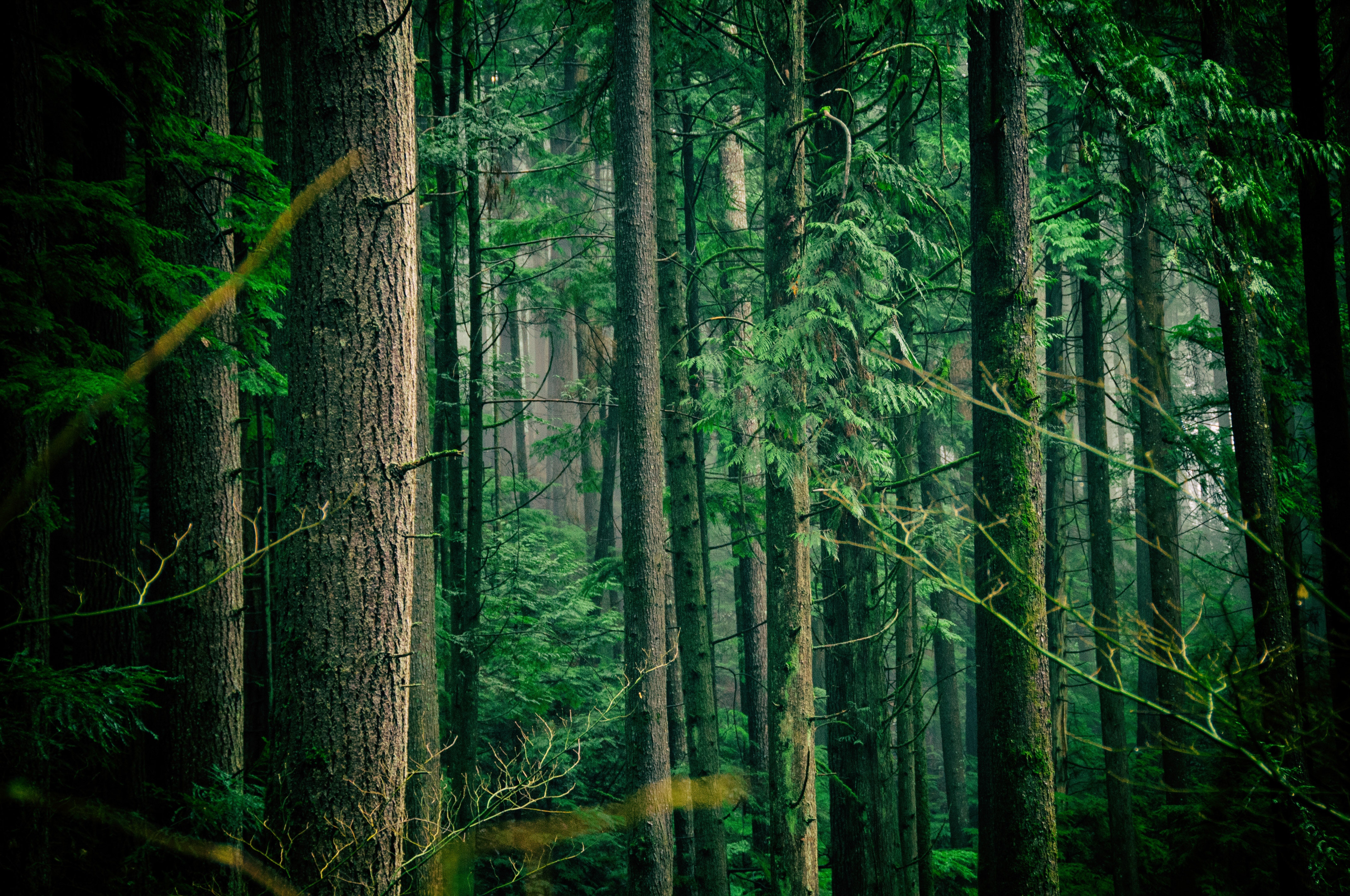 Moody forest with tall trees and mist HD Wallpaper