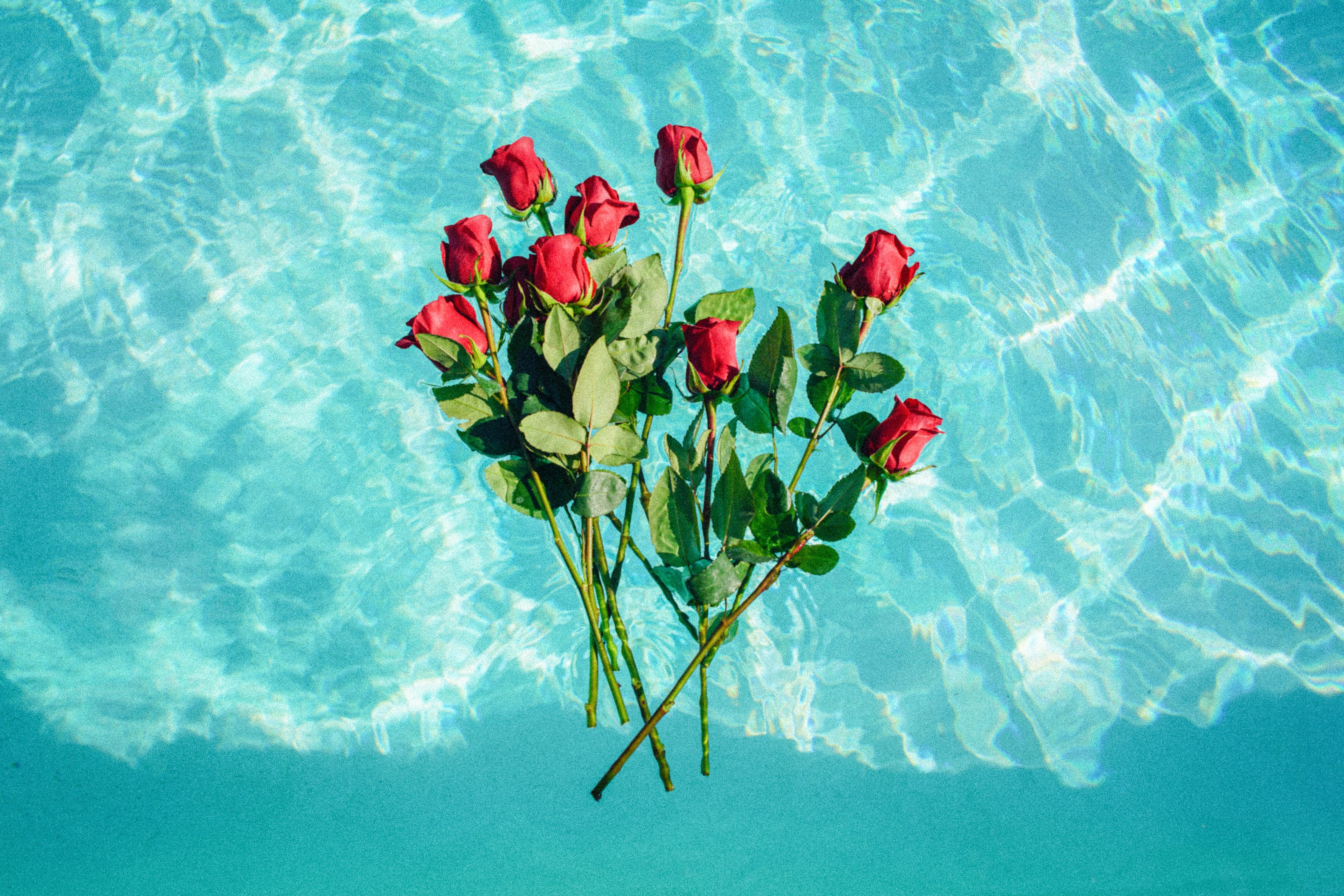 Red roses floating in a pool HD Wallpaper
