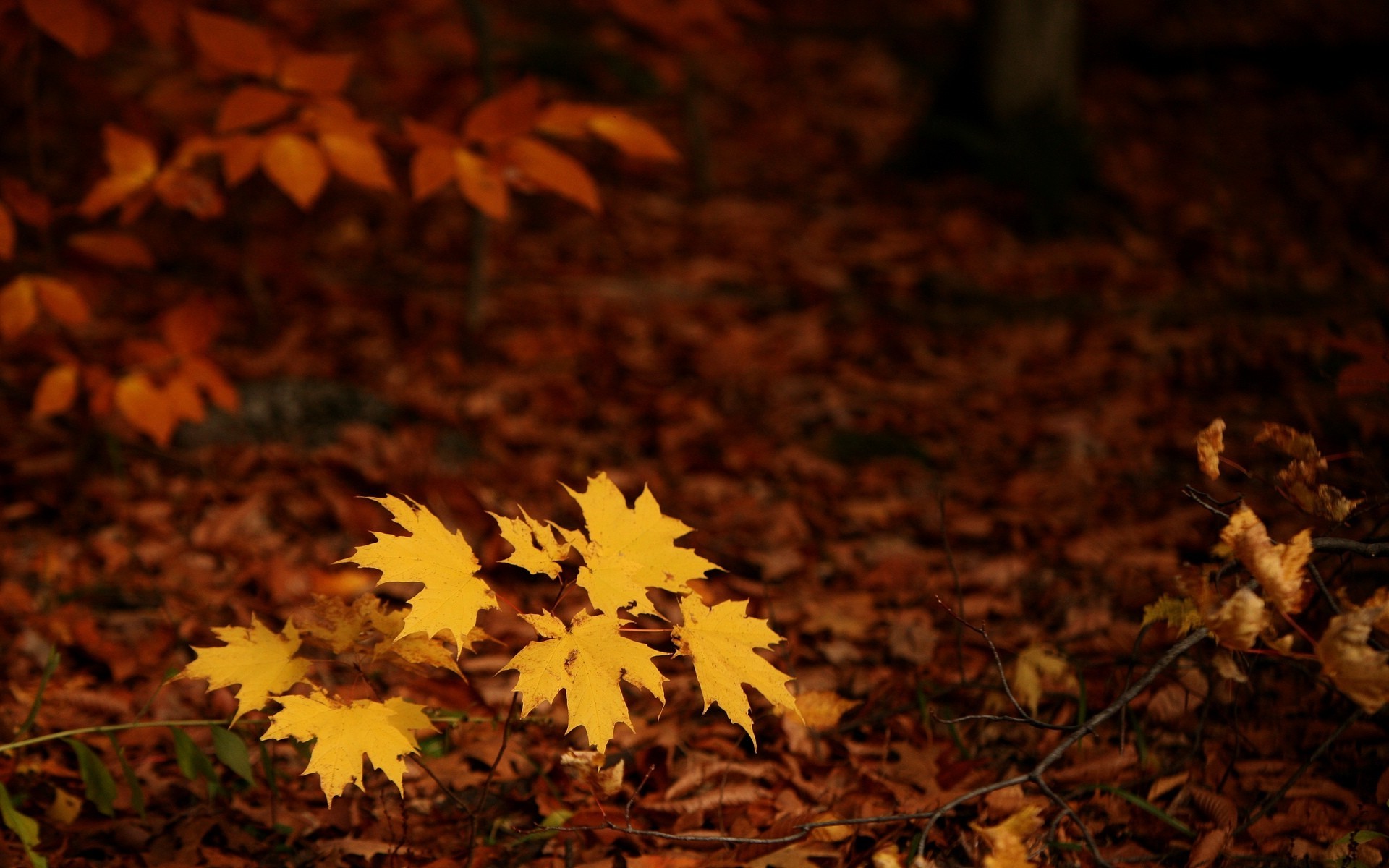 Yellow maple leaves on forest floor in autumn HD Wallpaper