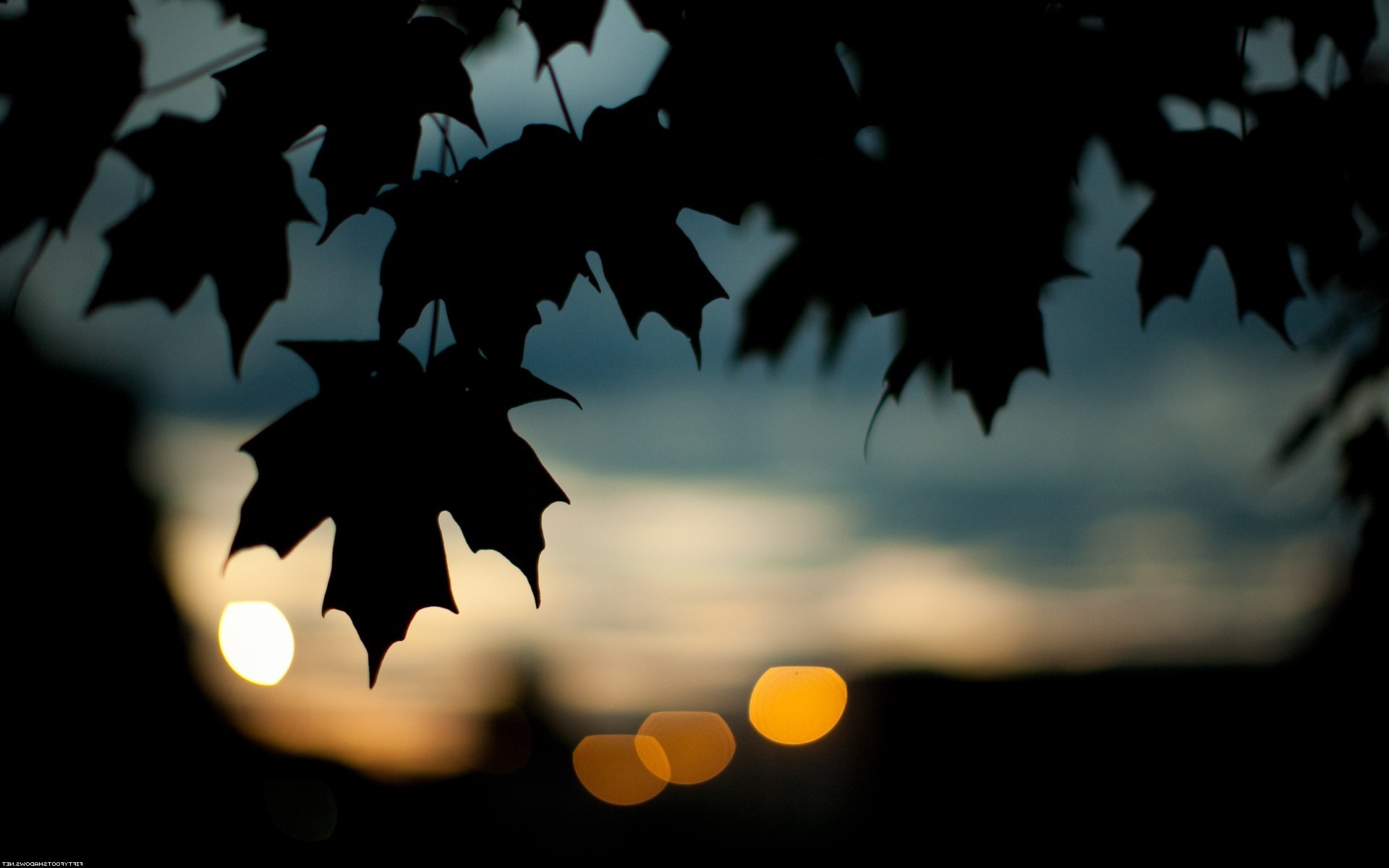 Silhouette of maple leaves against sunset sky with bokeh lights HD Wallpaper