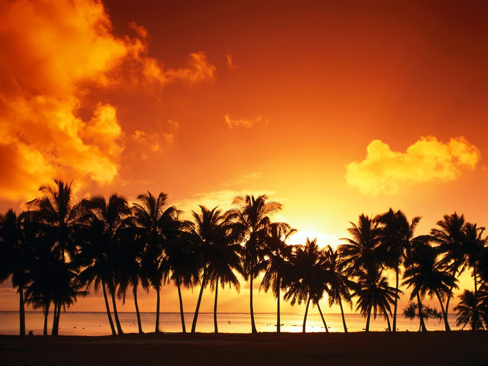 Palm trees silhouetted against a vibrant sunset over the ocean HD Wallpaper