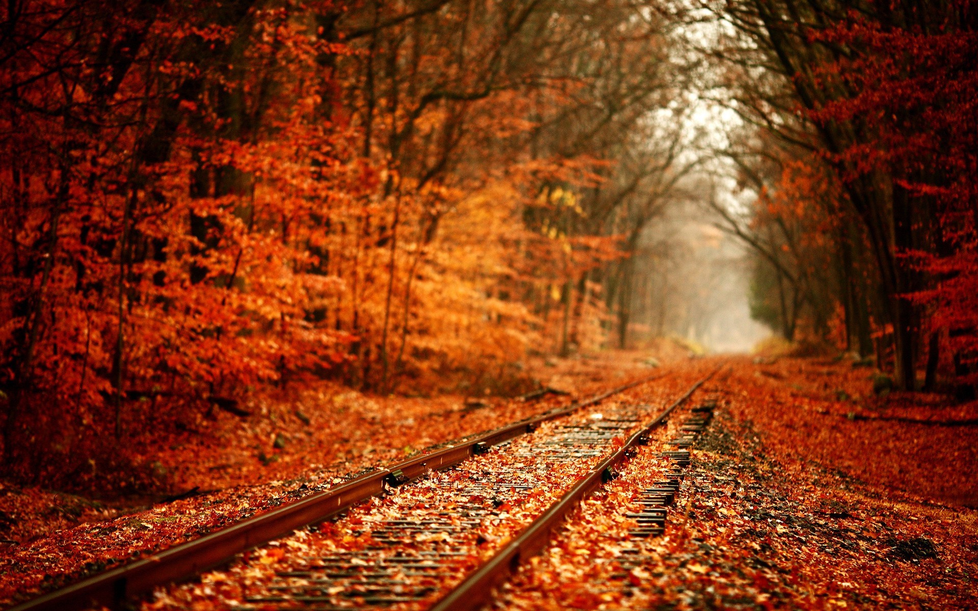 Railway through a fall forest with orange leaves HD Wallpaper