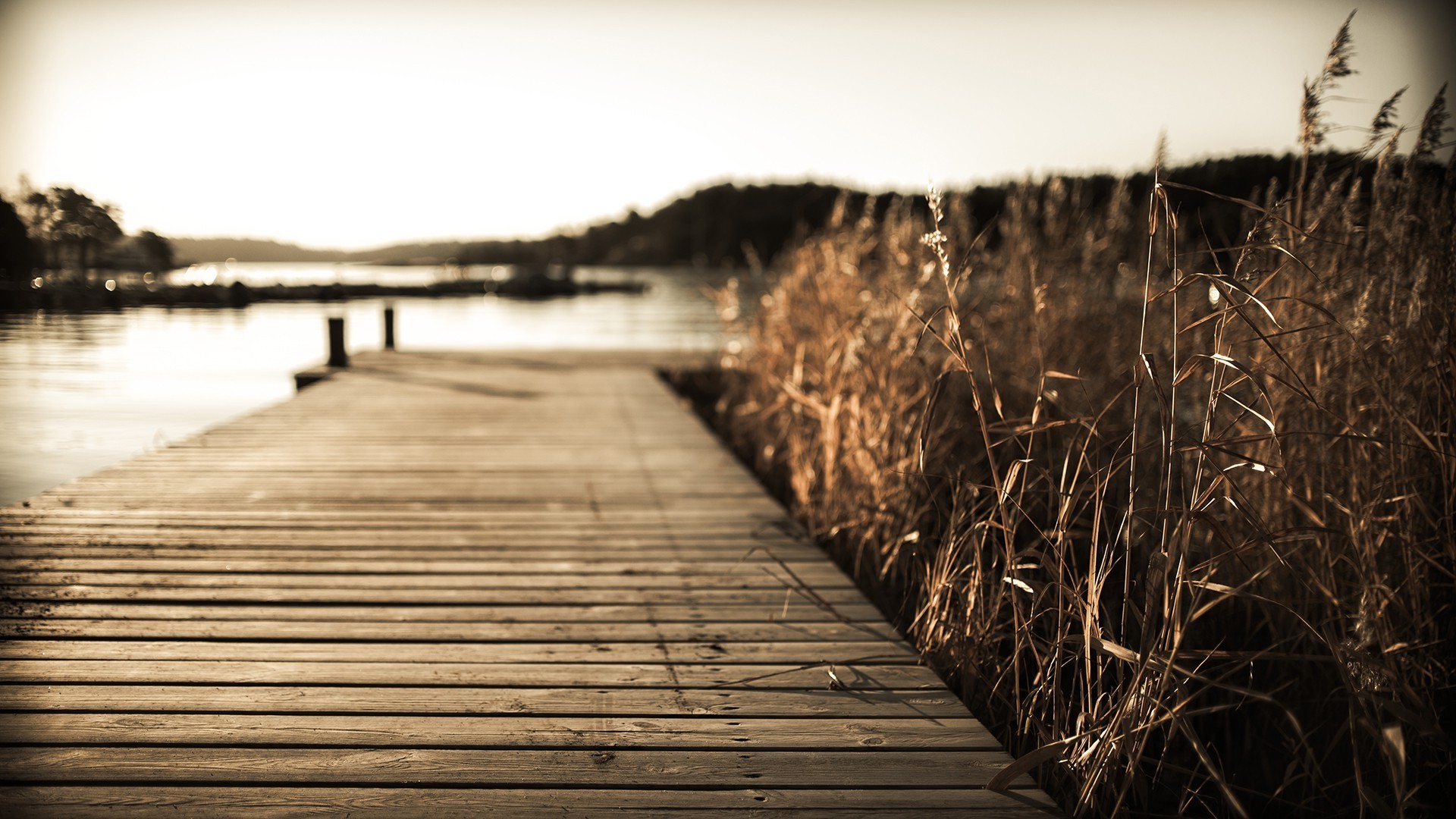 Wooden dock by a lake with reeds HD Wallpaper