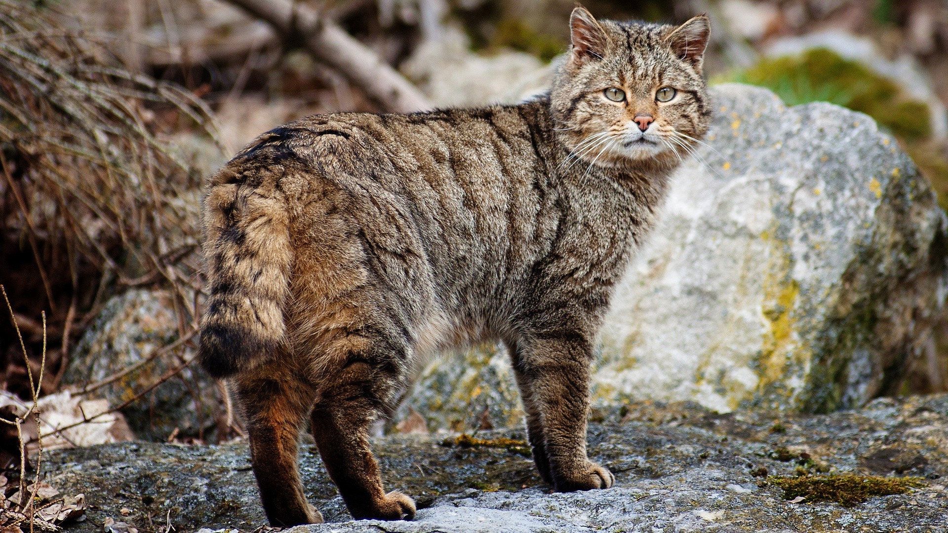 Wildcat standing on rocks in a forest HD Wallpaper