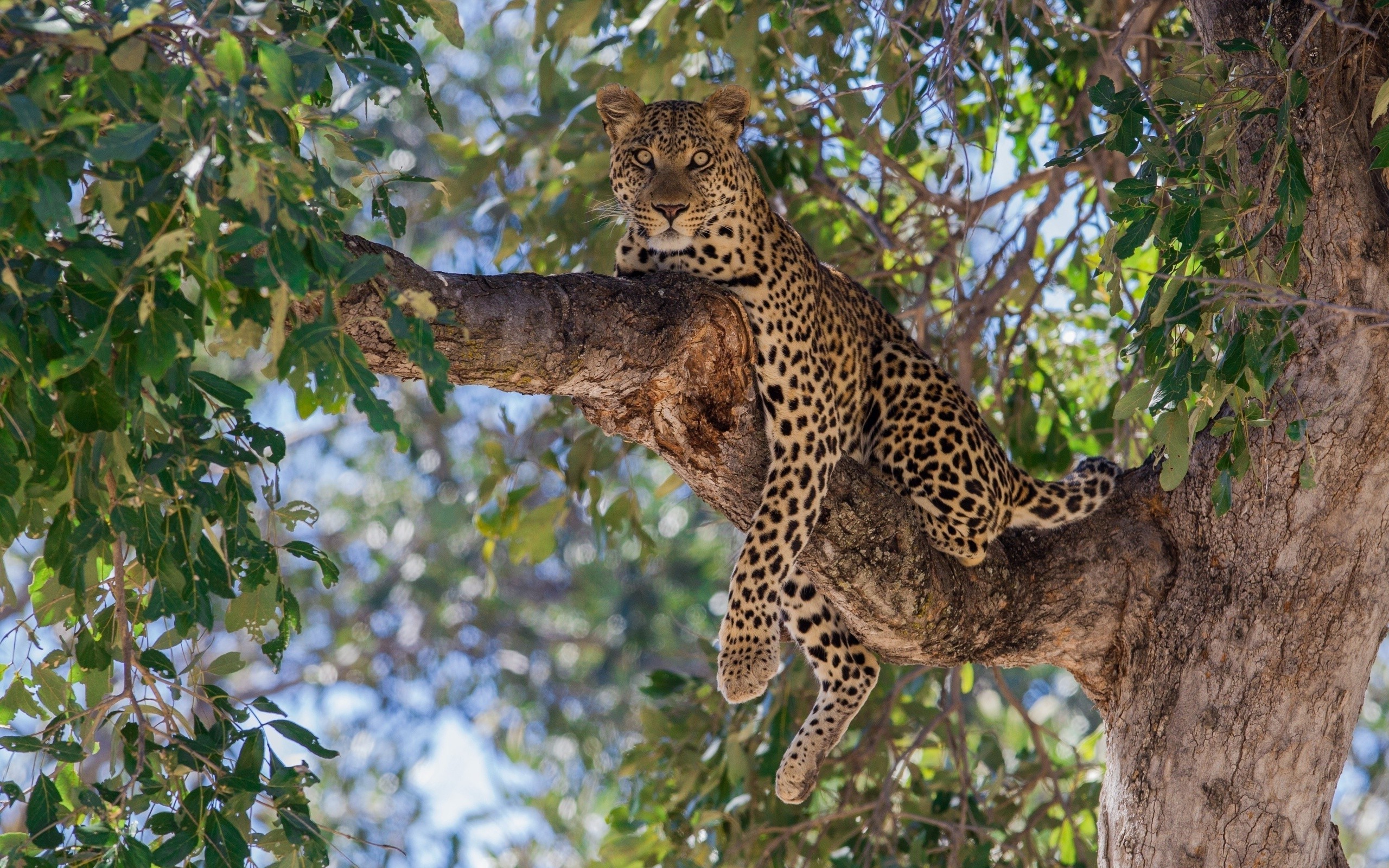 Leopard resting on a tree branch HD Wallpaper