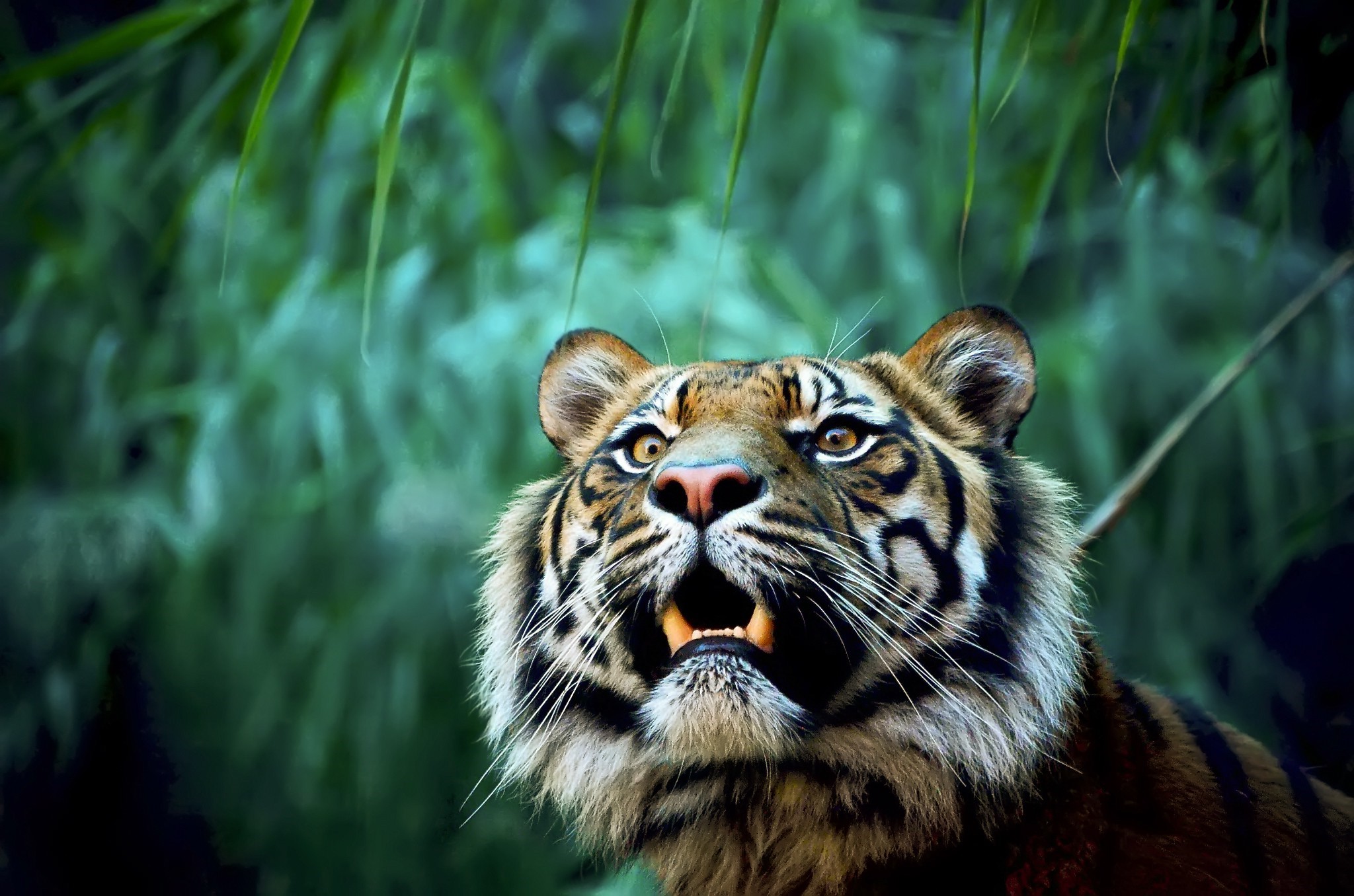 Tiger looking up in a jungle HD Wallpaper