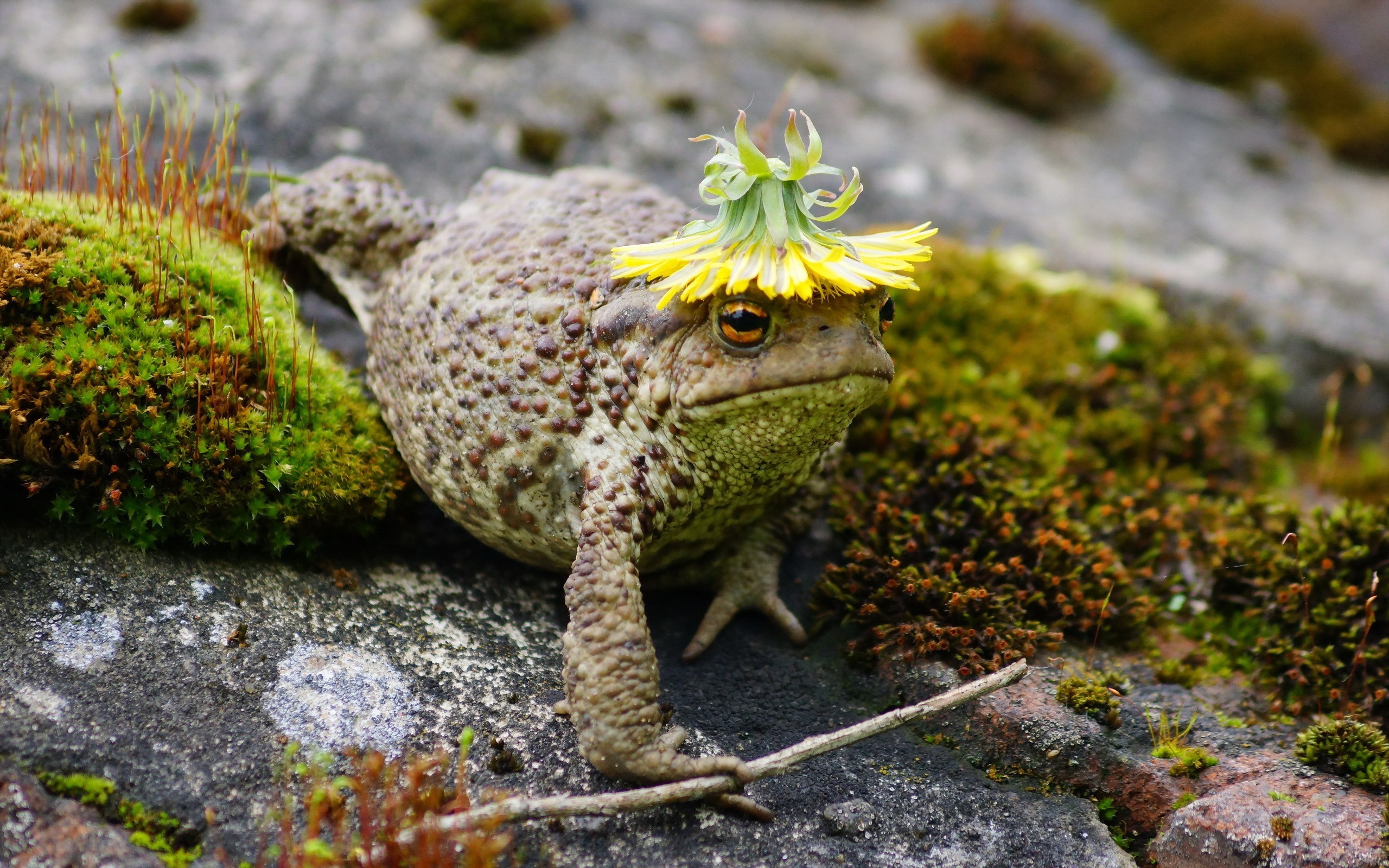 Toad wearing a dandelion hat on mossy rocks HD Wallpaper