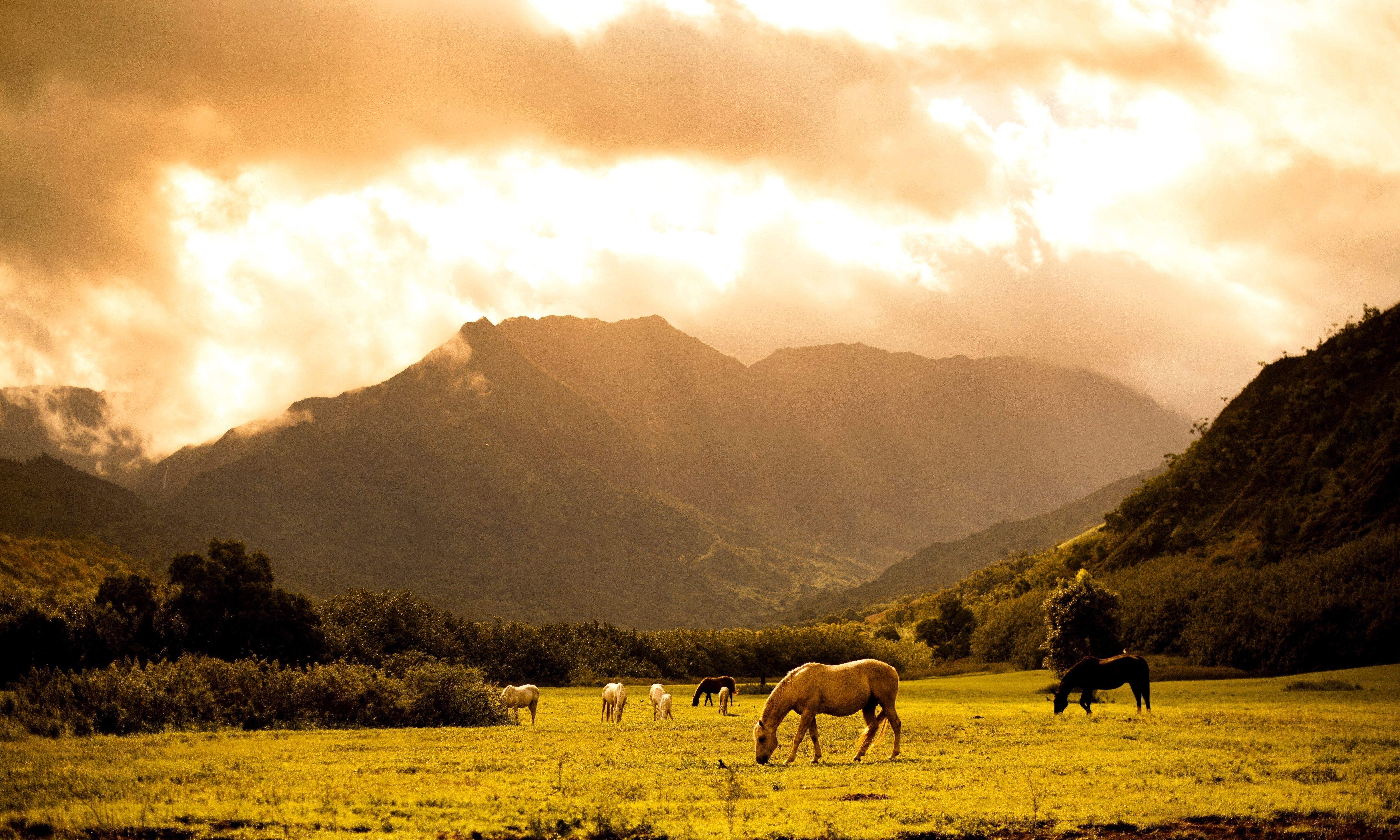 Horses grazing in a field with mountains and clouds HD Wallpaper