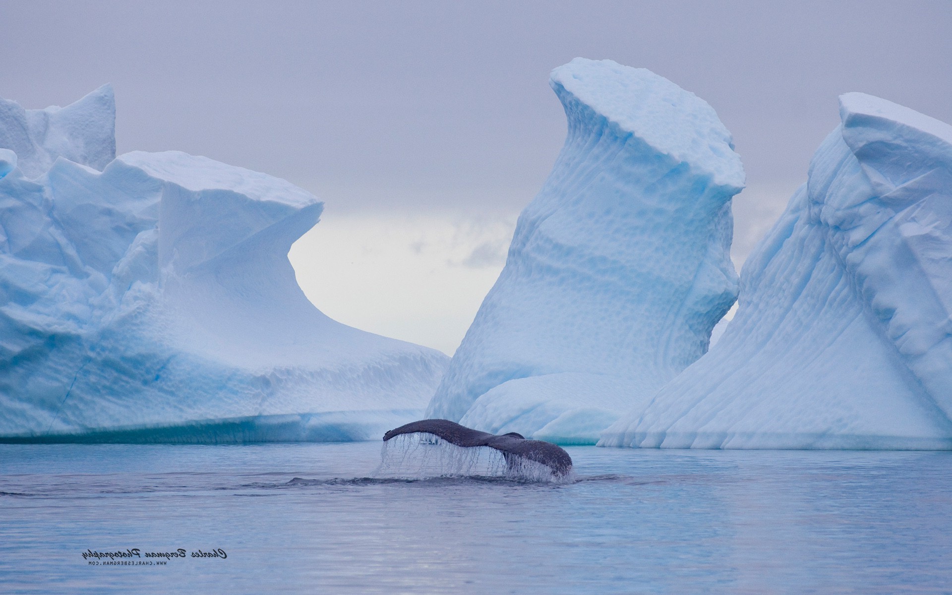 Whale tail diving between icebergs in Antarctica HD Wallpaper