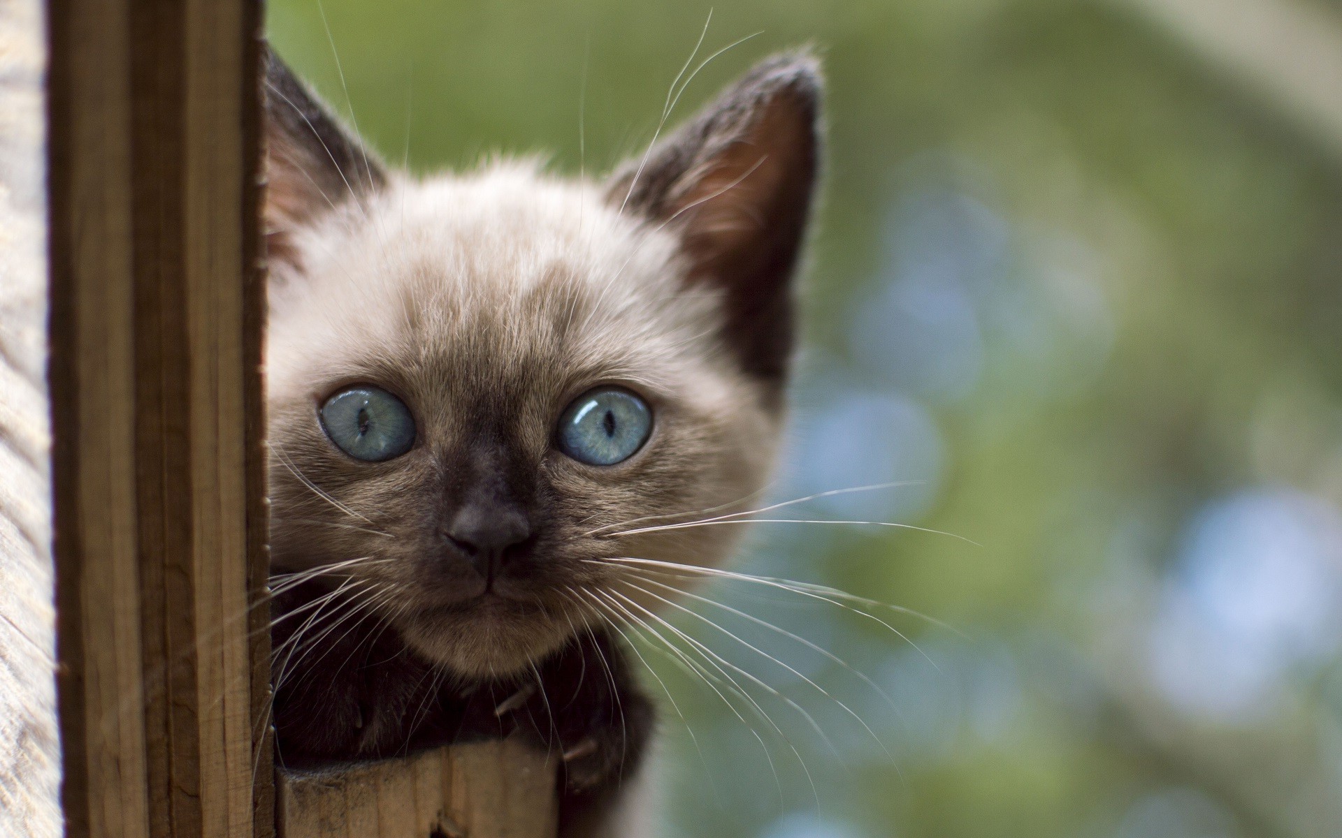 Siamese kitten with blue eyes peeking from behind wood HD Wallpaper