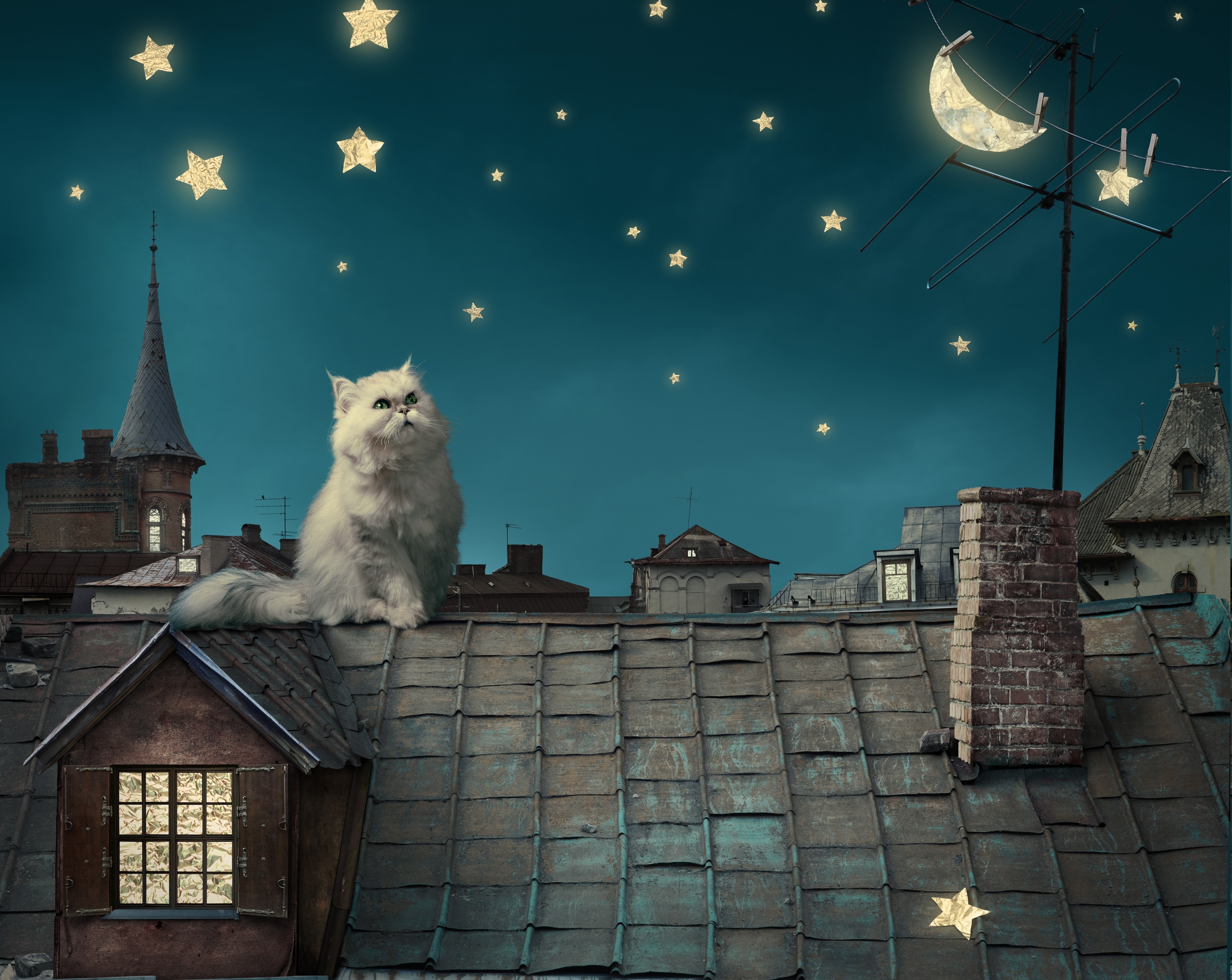 Fluffy white cat on a rooftop under a starry night sky HD Wallpaper