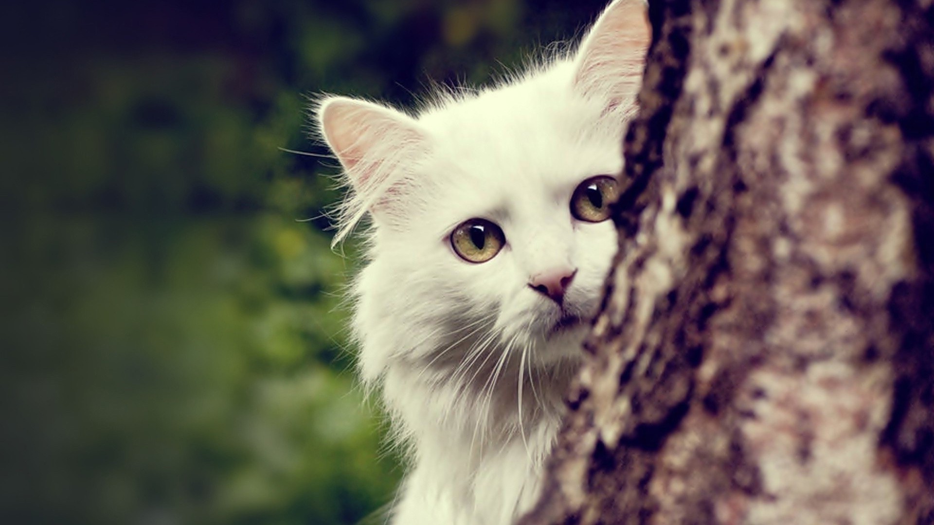 White Maine Coon Cat Peeking from Tree HD Wallpaper