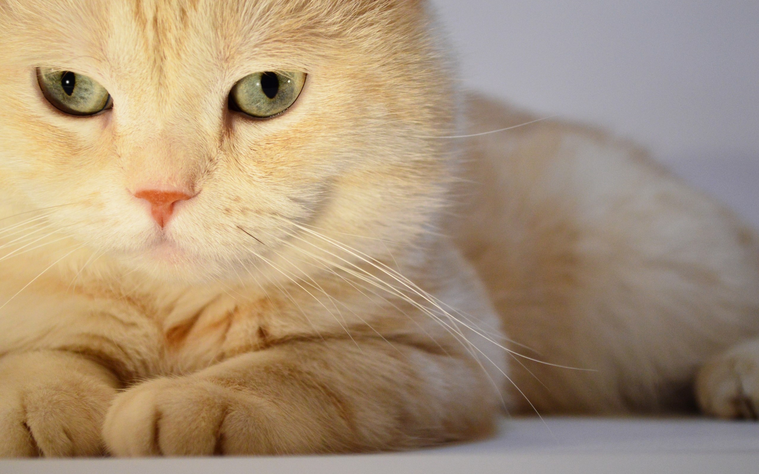 Close-up of a ginger cat lying down HD Wallpaper