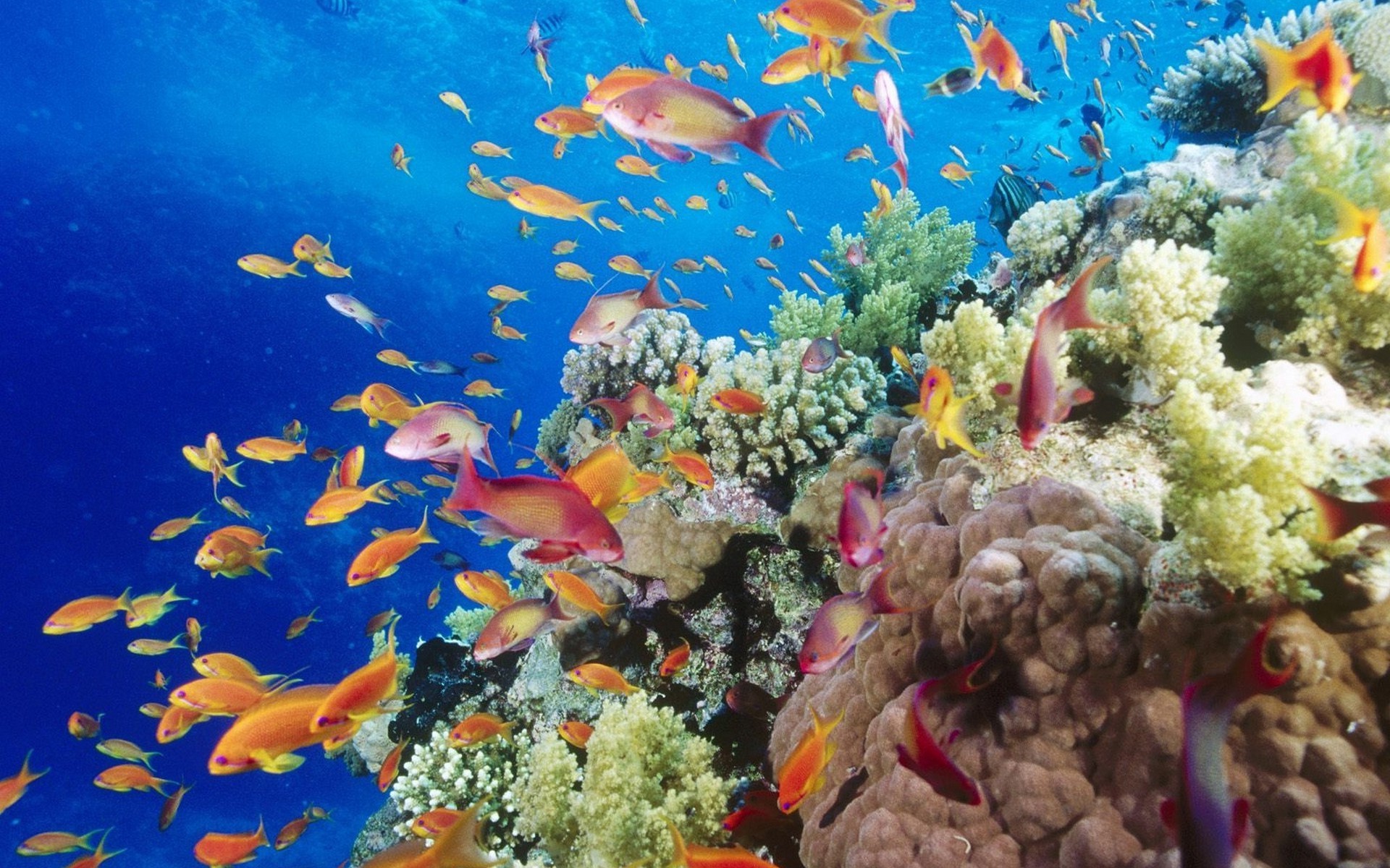 School of fish swimming around a coral reef underwater HD Wallpaper