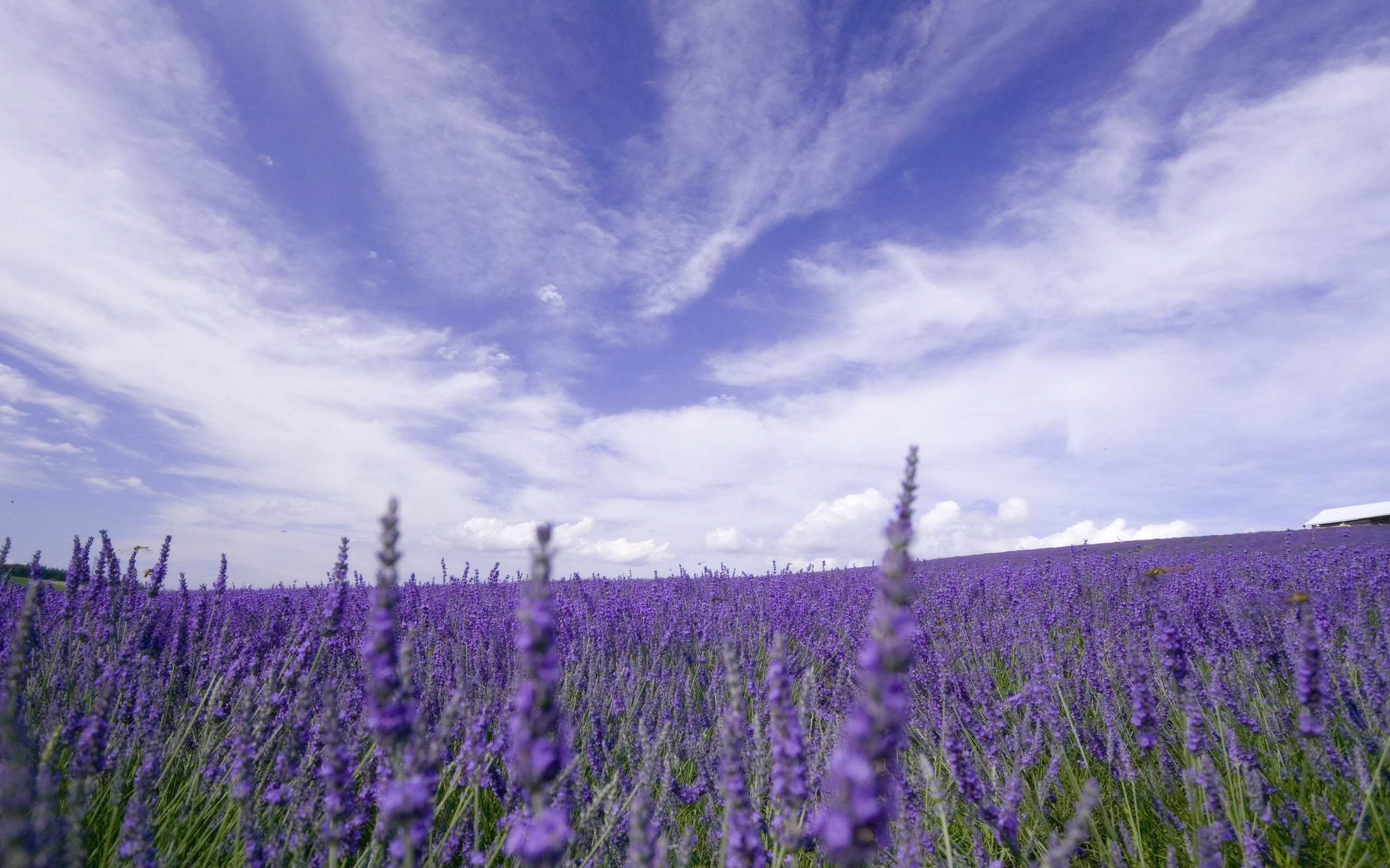 Lavender field under a cloudy blue sky HD Wallpaper