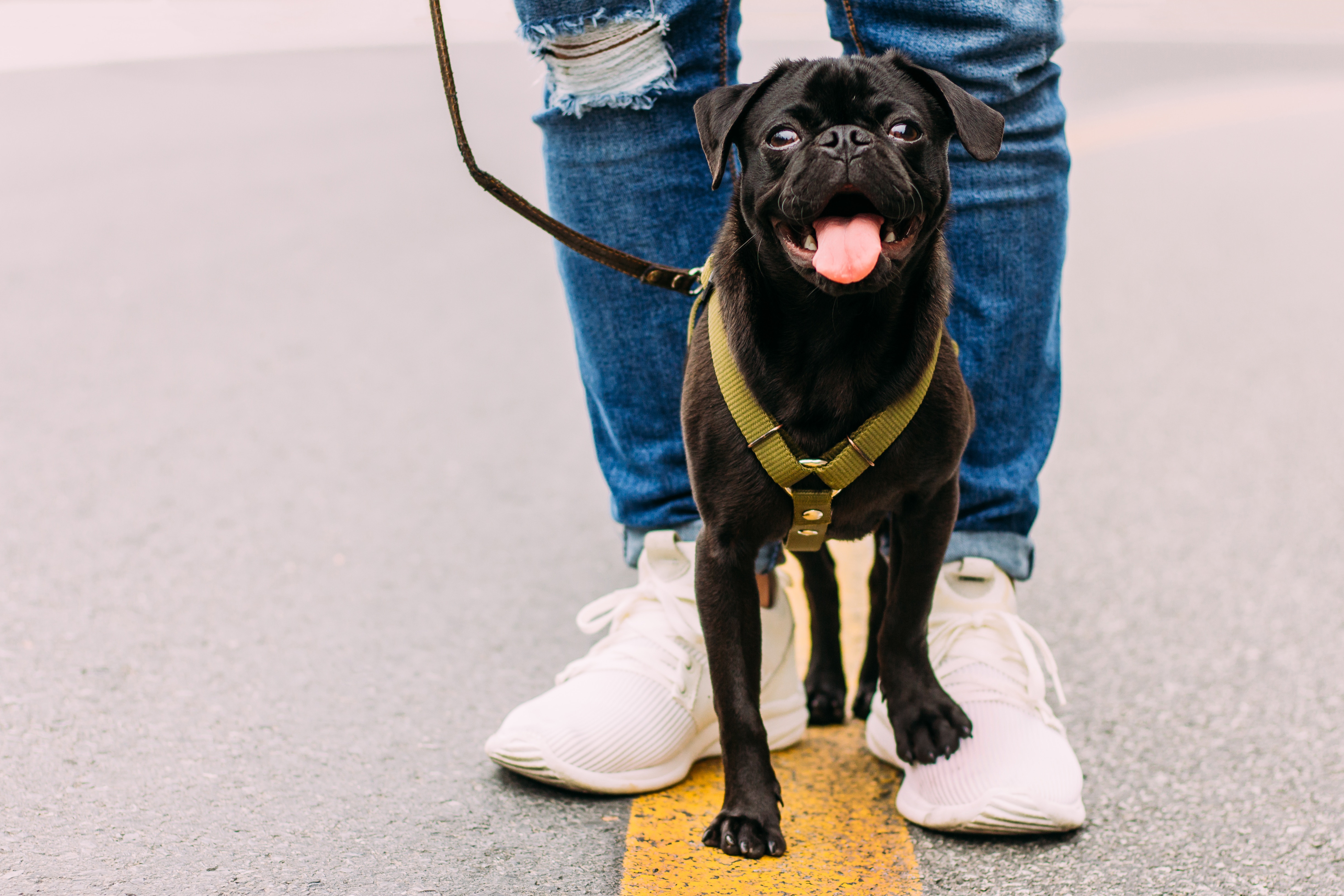 Black pug on a leash with owner HD Wallpaper