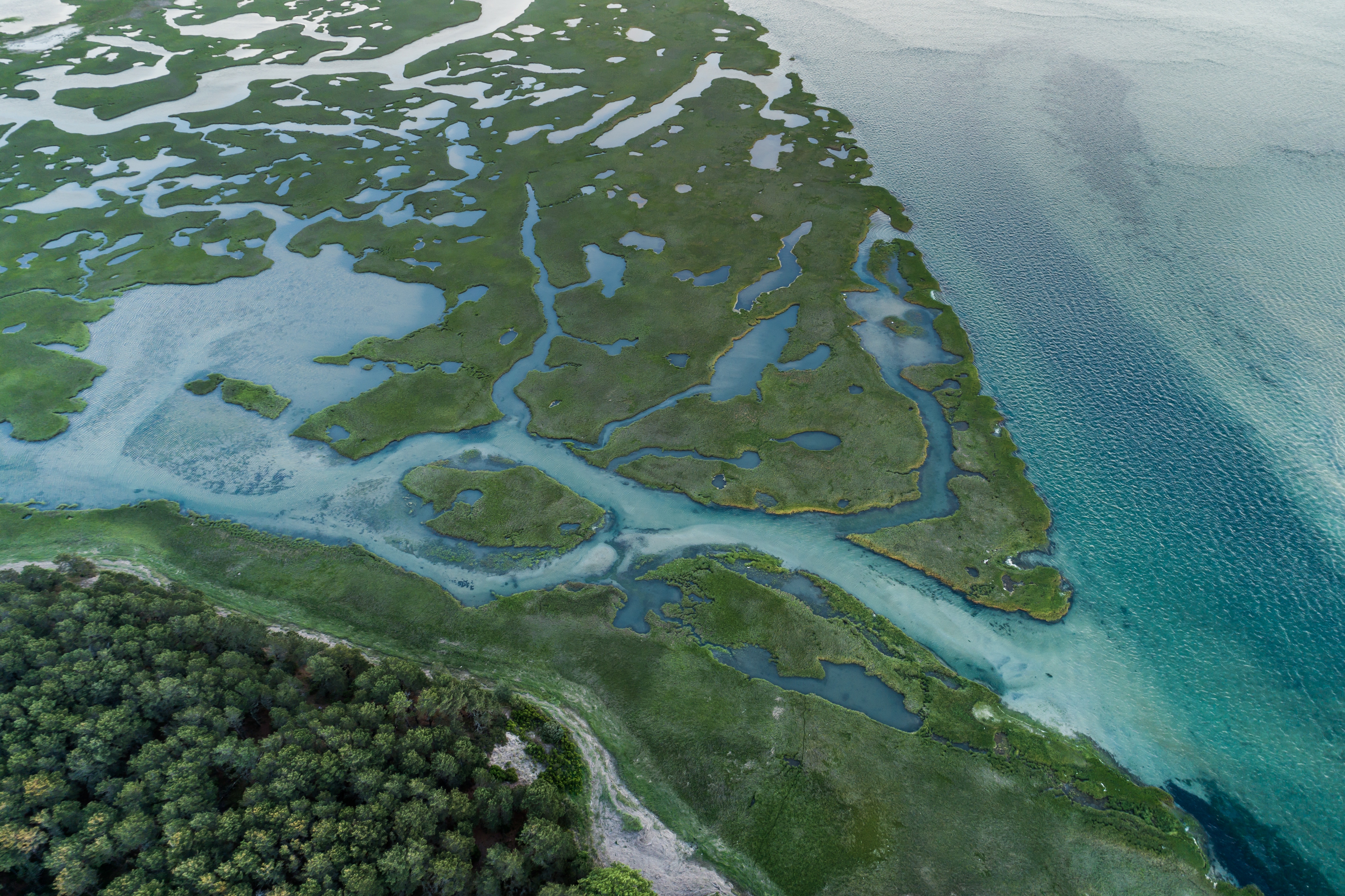 Aerial view of a coastal marsh with forest and ocean HD Wallpaper