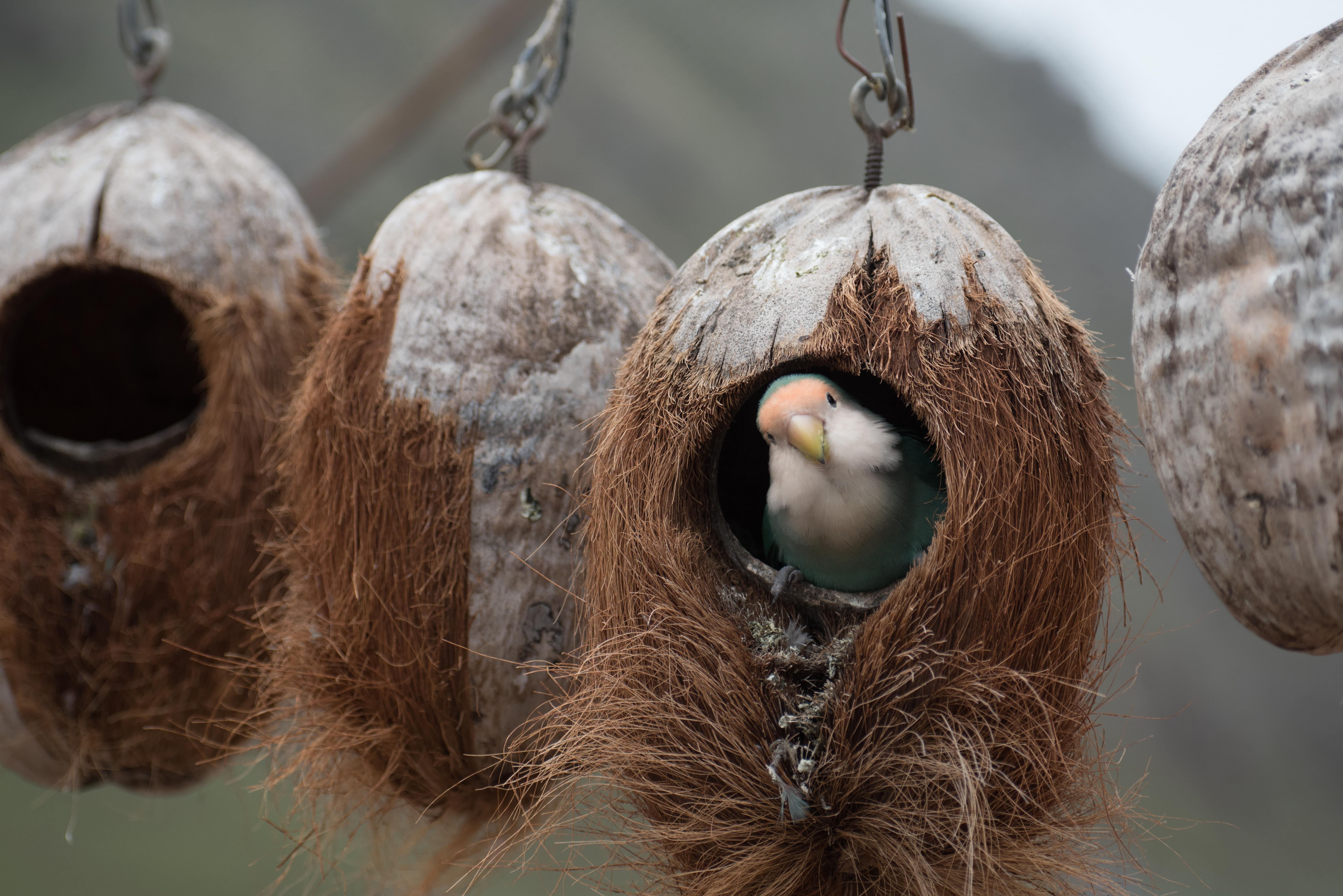A lovebird peeks out of a coconut nest HD Wallpaper