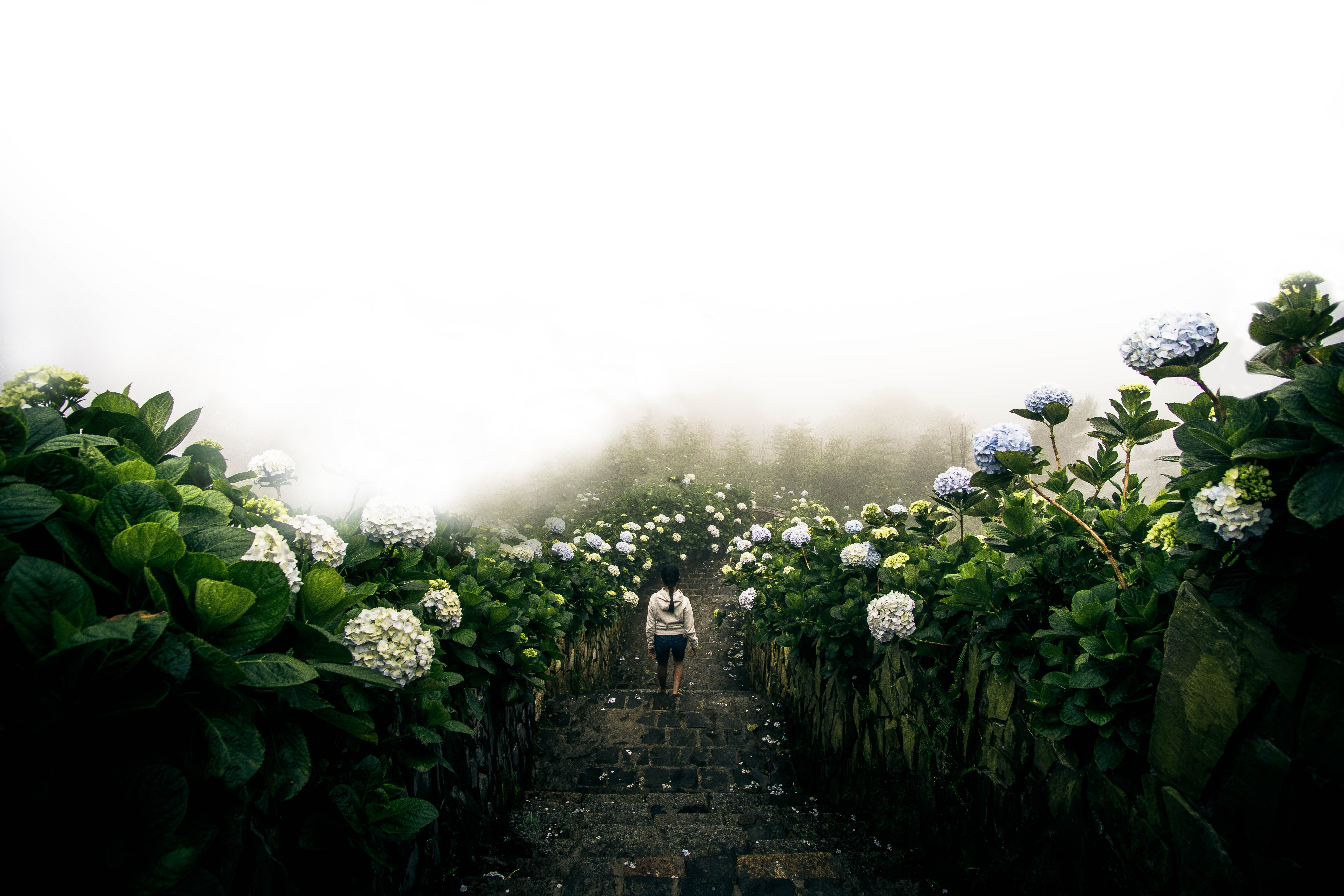 Woman walking up steps through hydrangeas in fog HD Wallpaper
