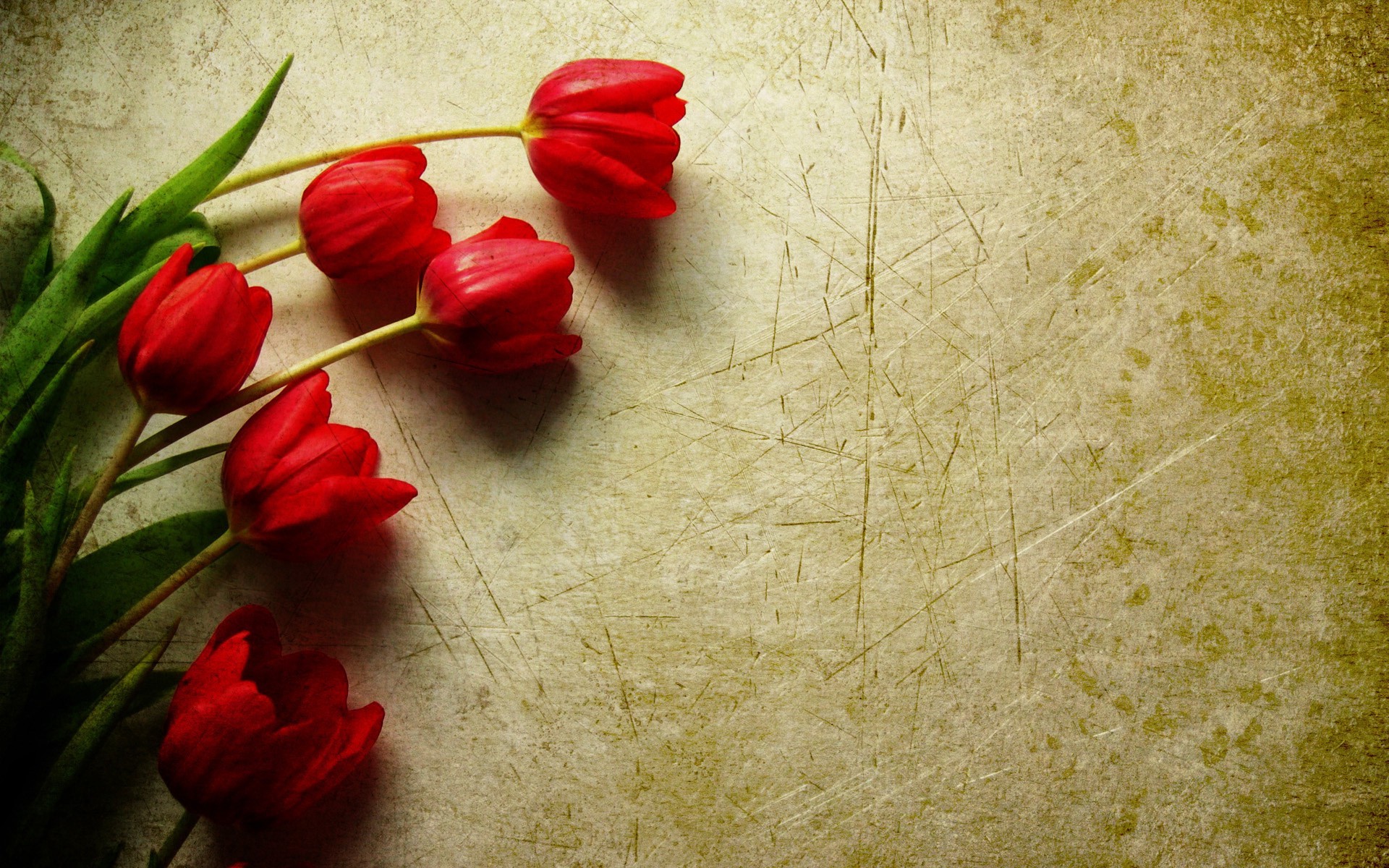 Red tulips on a textured background HD Wallpaper