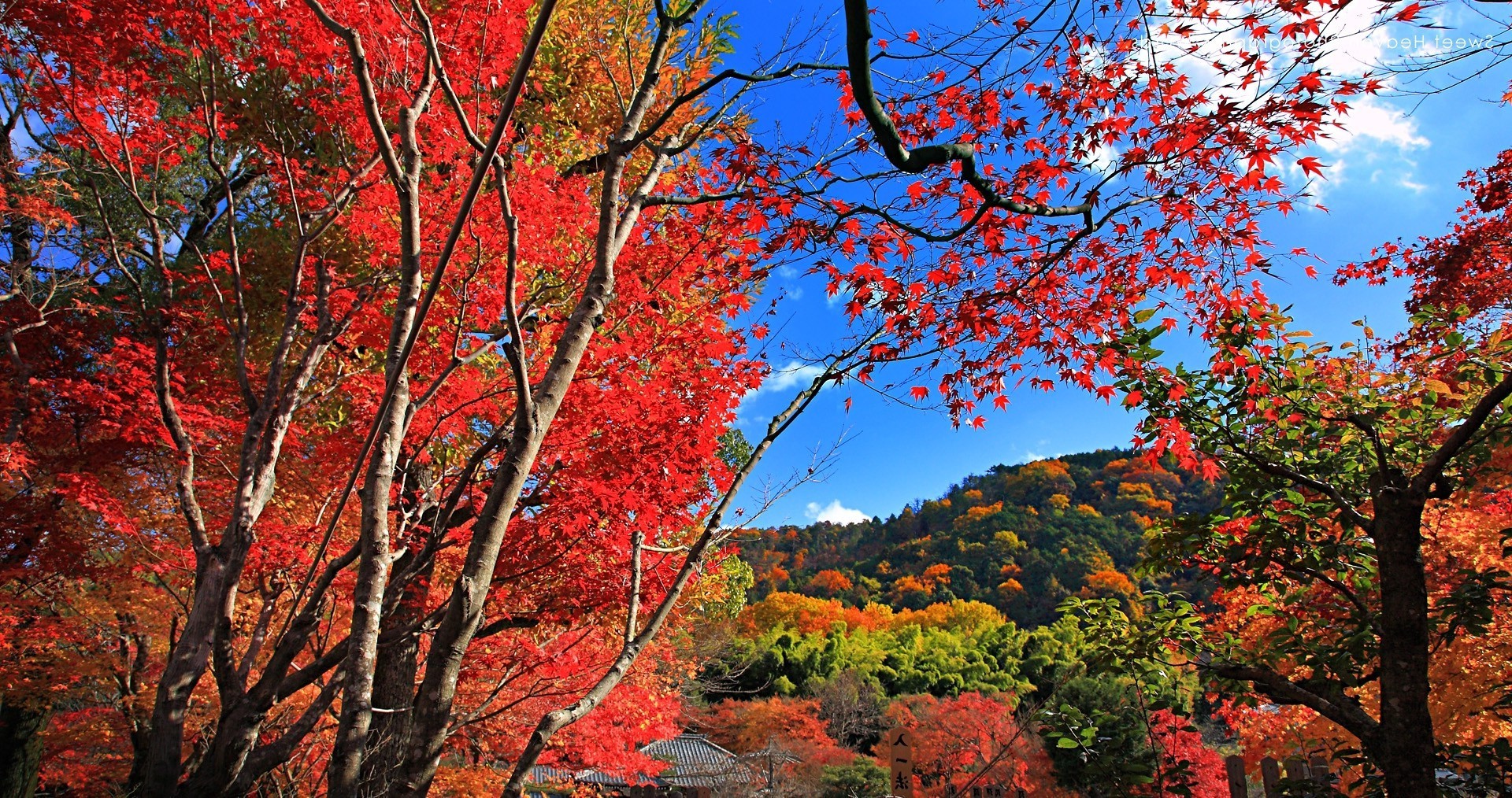 Autumn Maple Trees on a Hillside HD Wallpaper