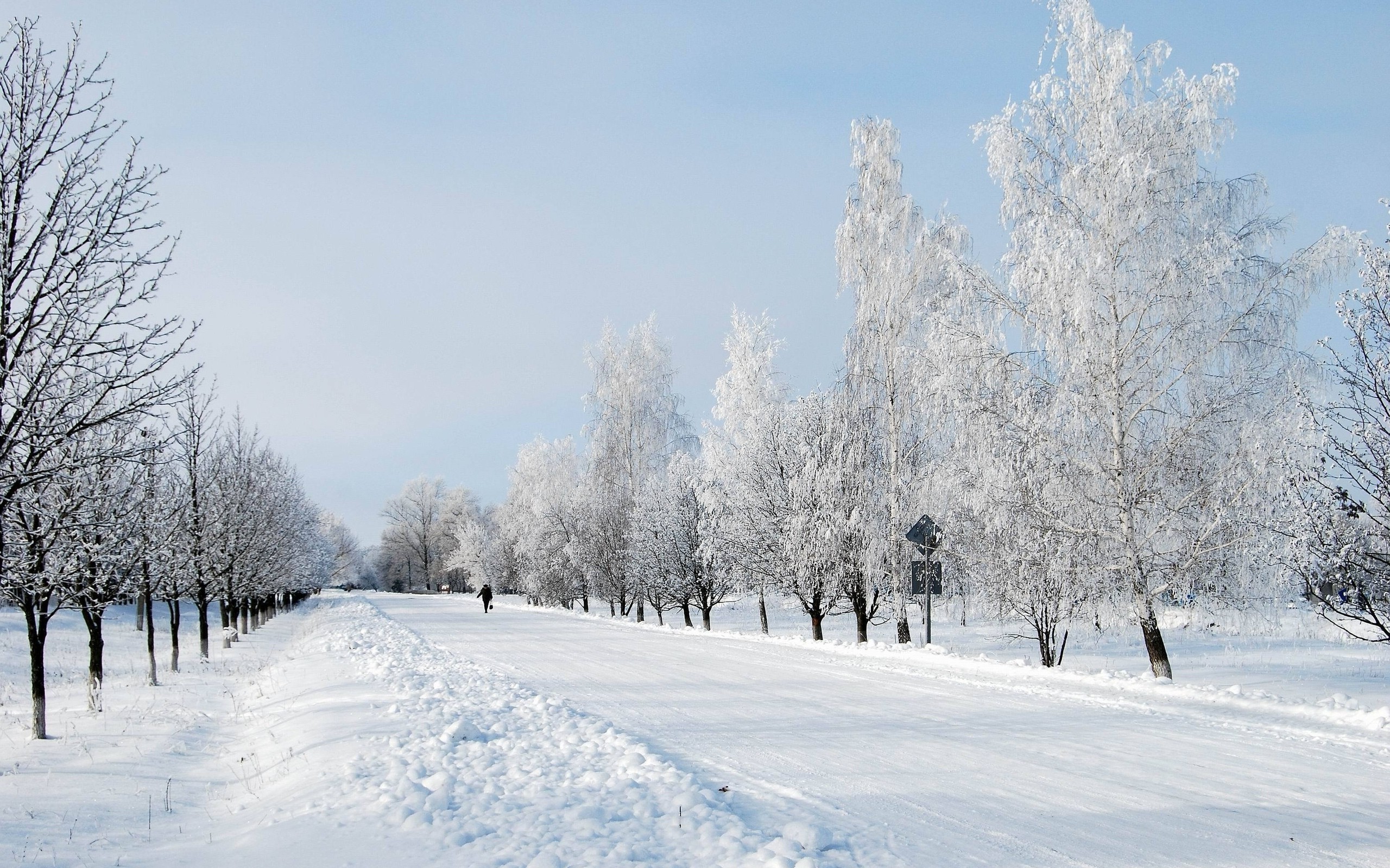 Snowy road lined with frost-covered trees HD Wallpaper