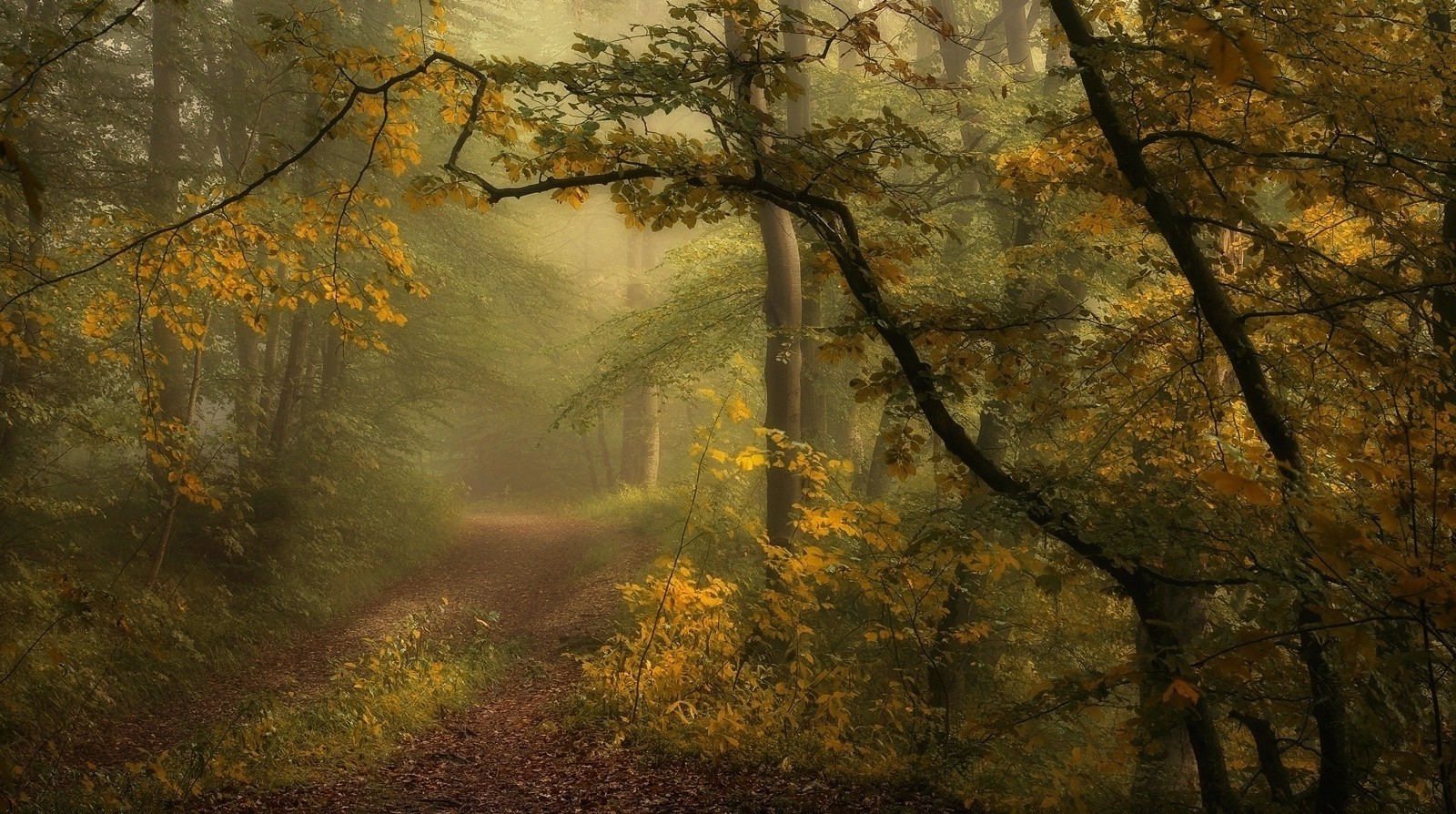Path through a misty autumn forest HD Wallpaper