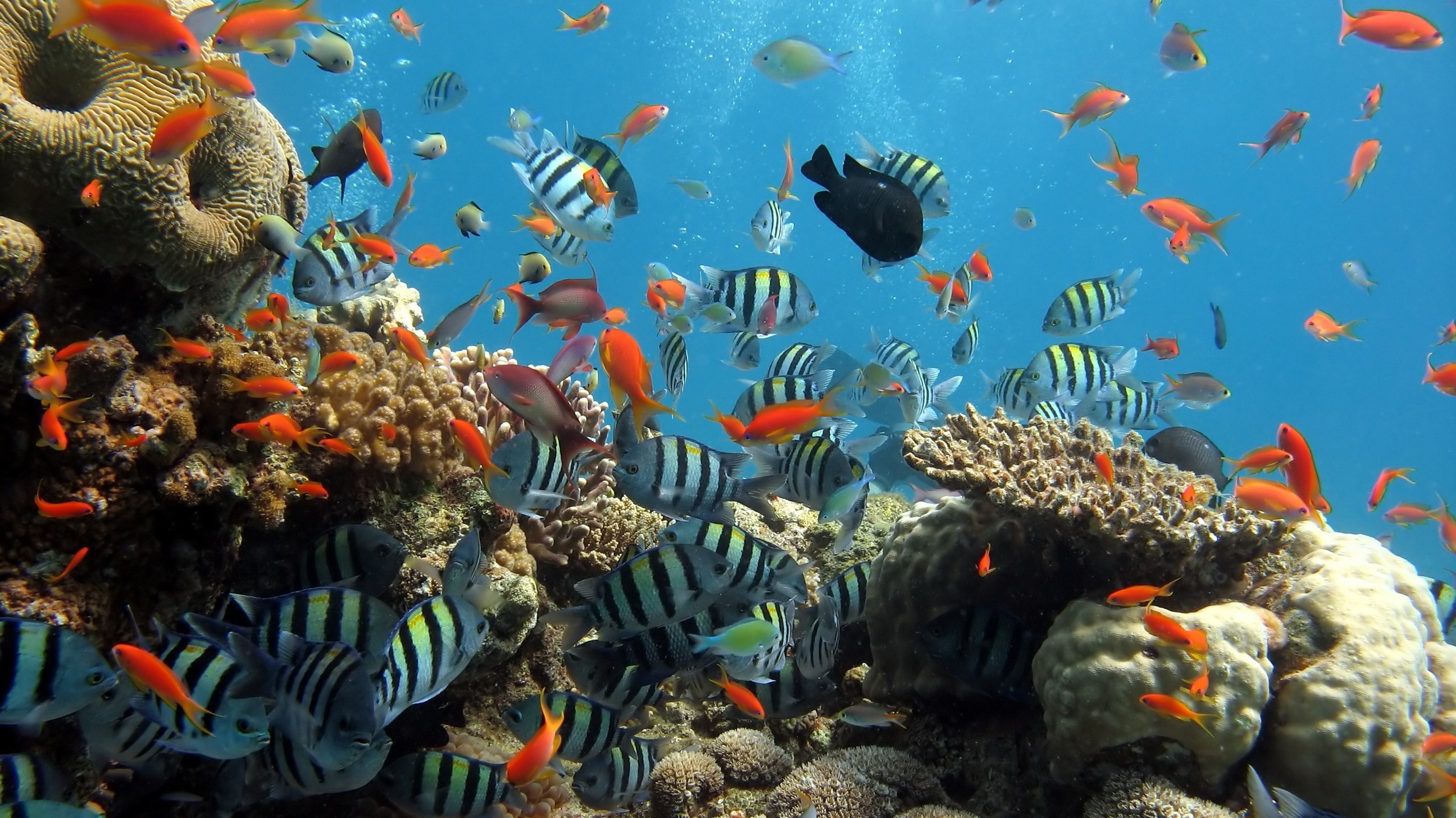 School of fish swimming around coral reef HD Wallpaper
