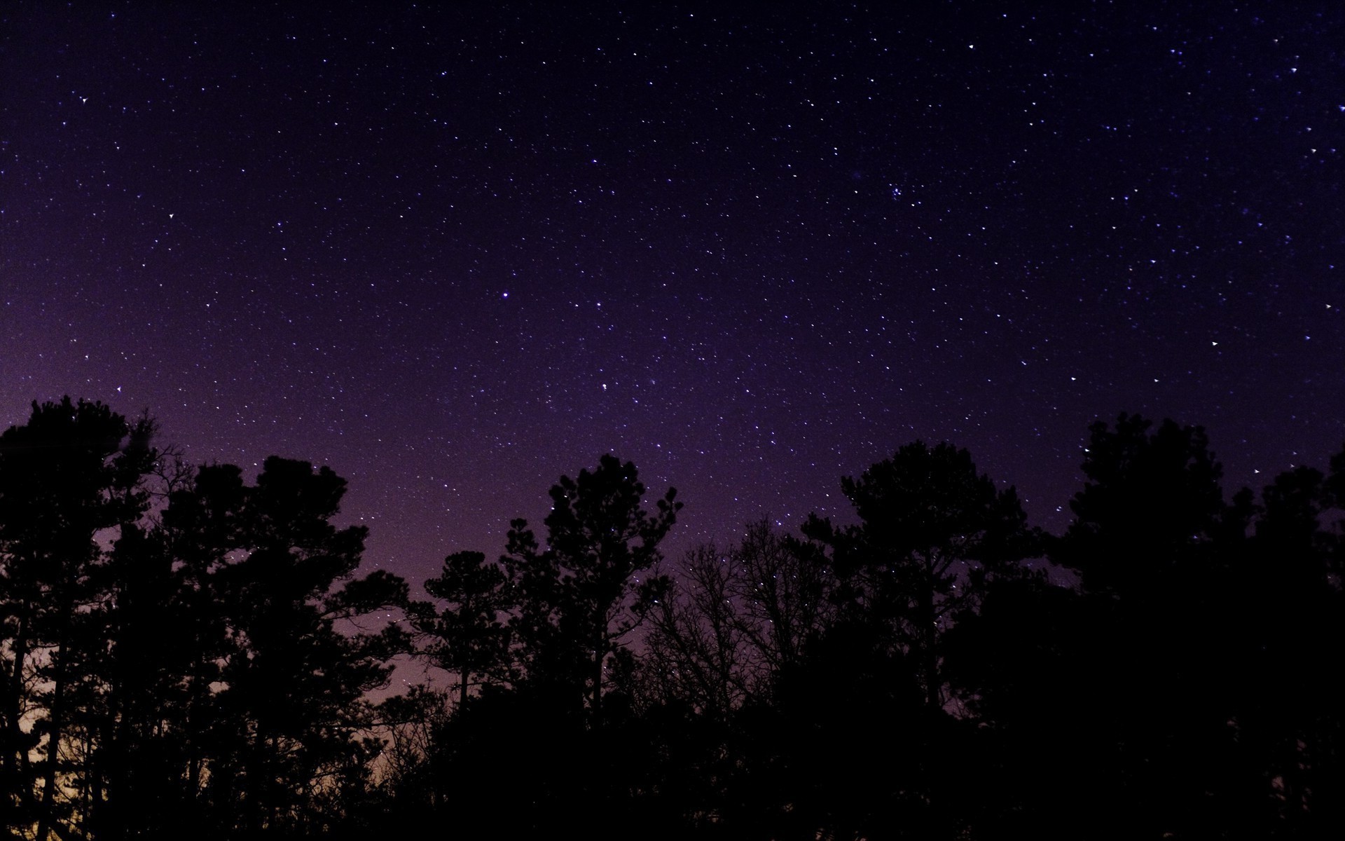 Starry night sky over silhouetted trees HD Wallpaper