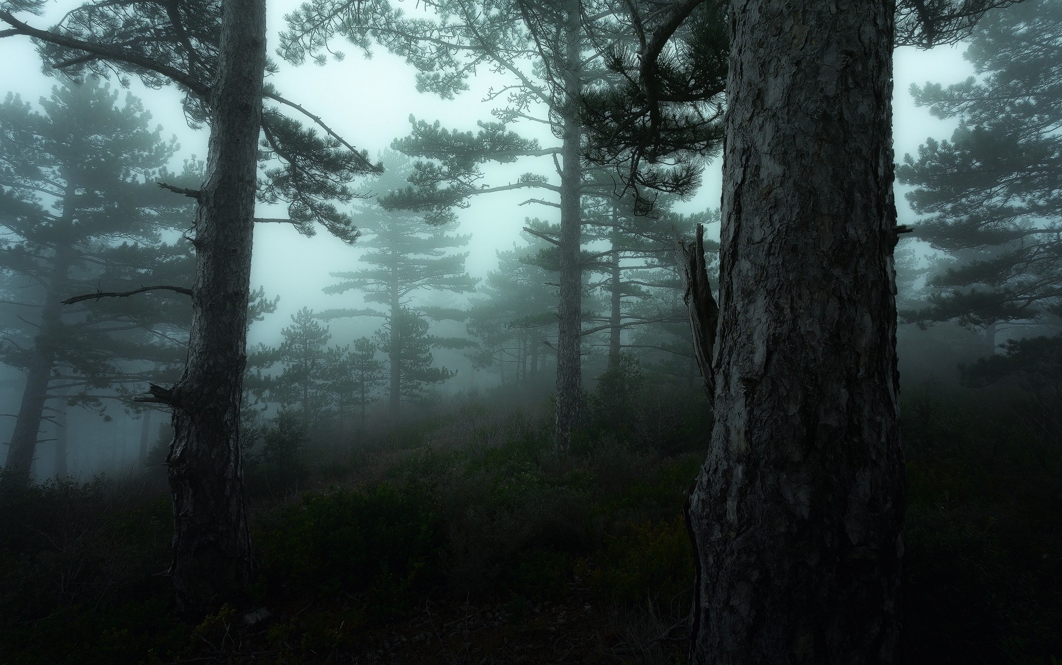 Misty forest with tall pine trees HD Wallpaper