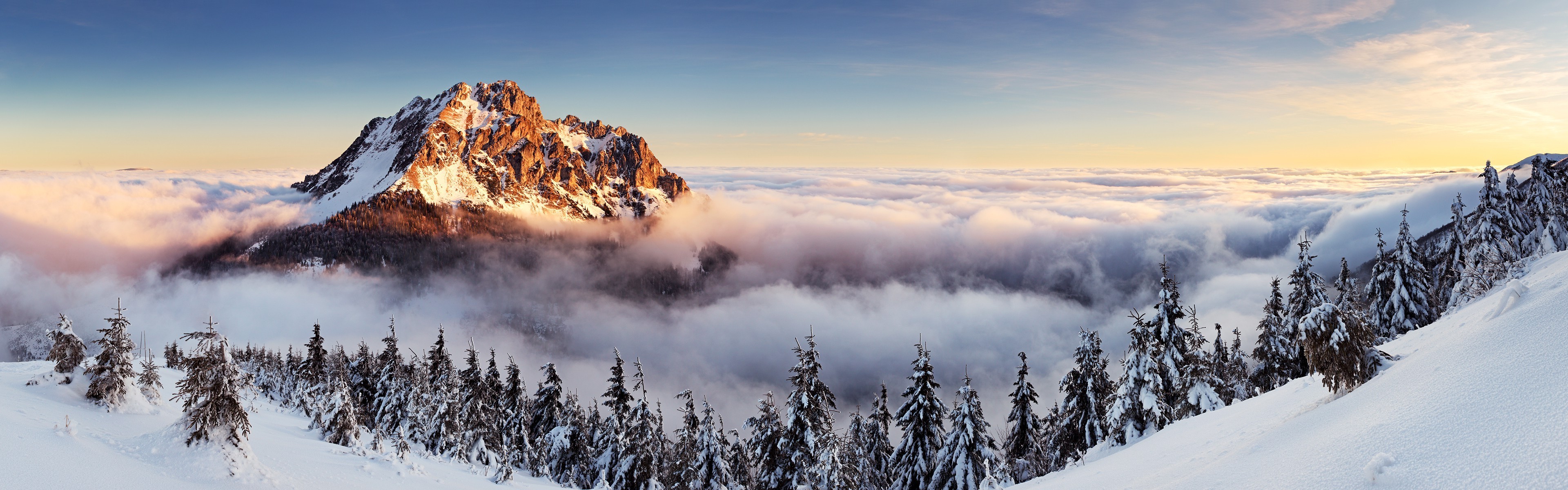 Mountain peak above clouds with snow-covered pine trees HD Wallpaper