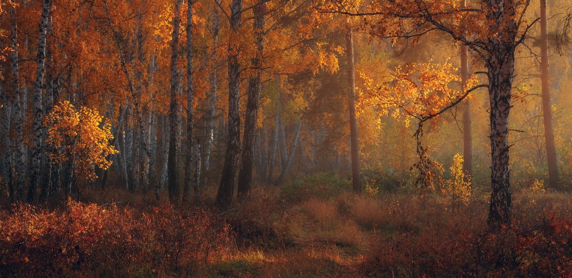 Autumn forest with amber leaves and morning sunlight HD Wallpaper