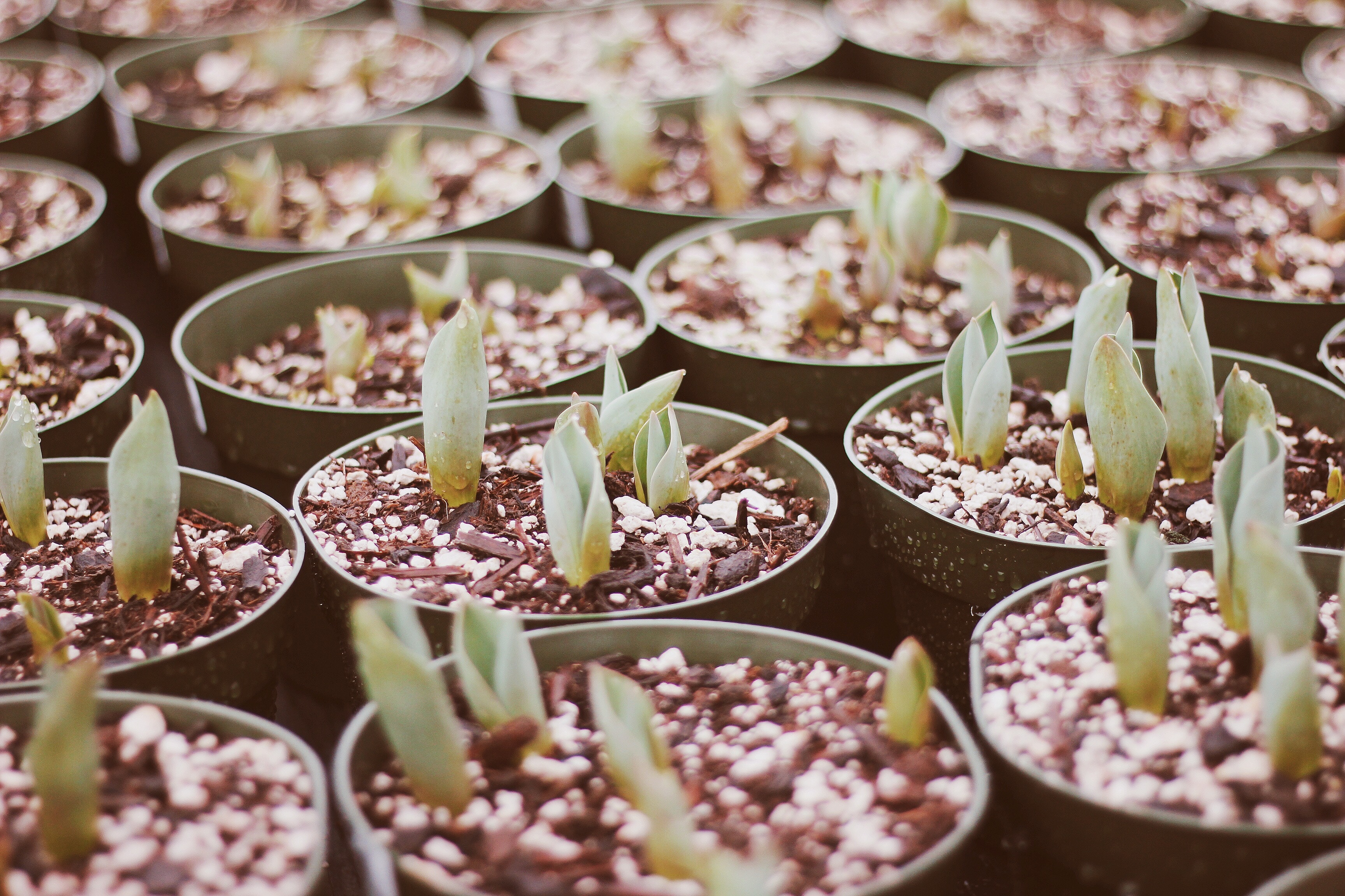 Young sprouts growing in pots at a nursery HD Wallpaper