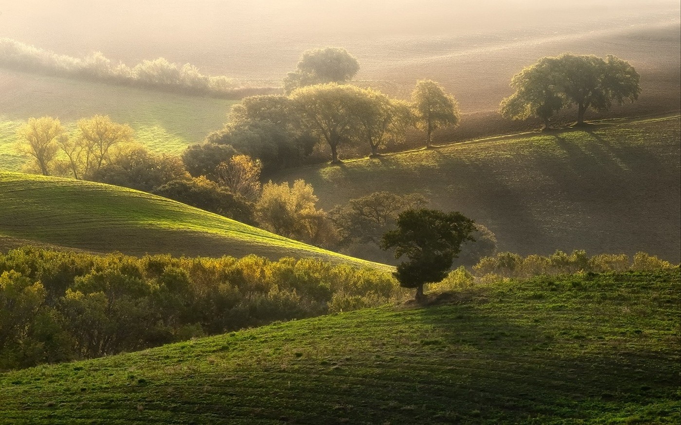 Rolling hills with trees at sunrise HD Wallpaper