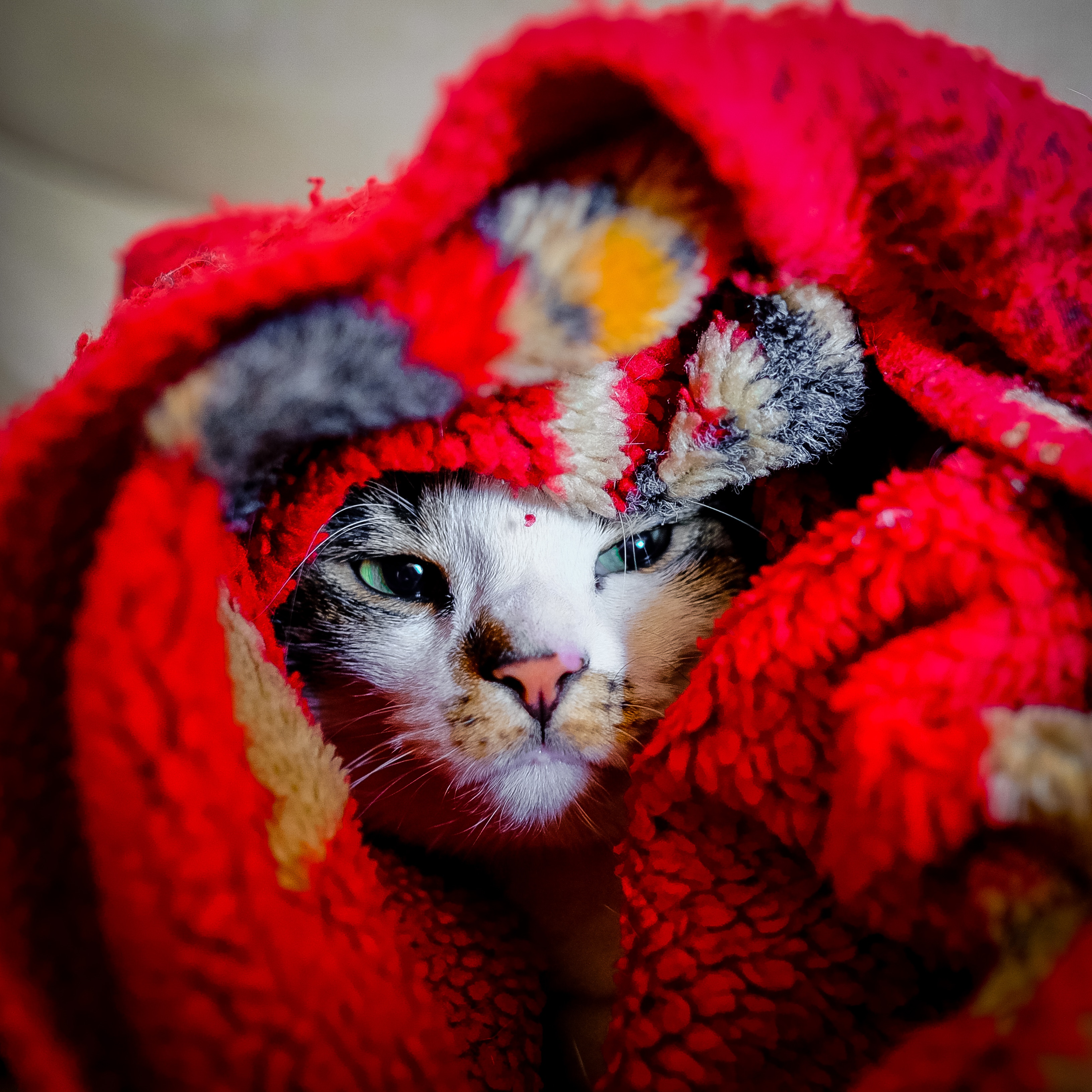 Cat wrapped in a red blanket HD Wallpaper