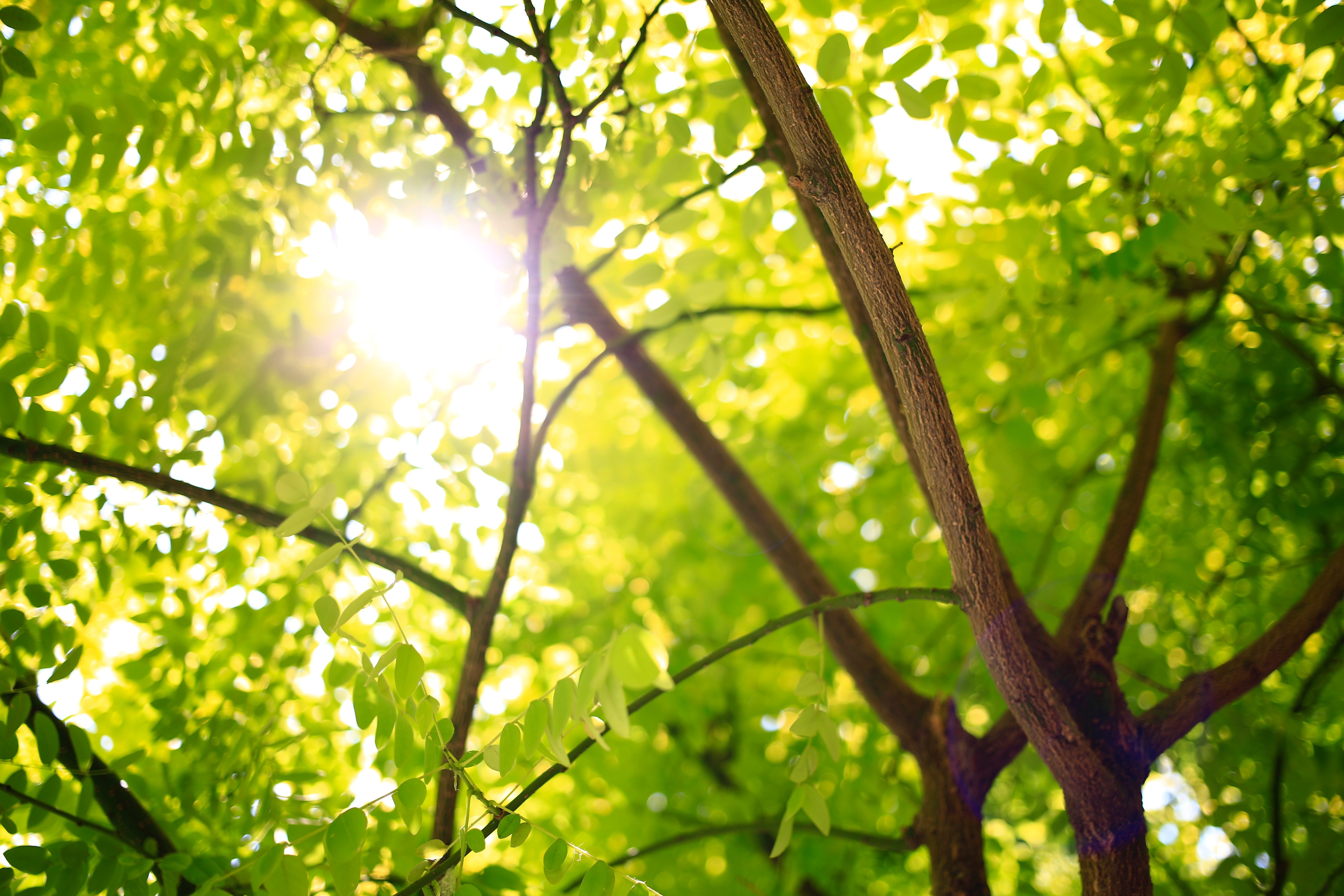 Sunlight filtering through green tree leaves and branches HD Wallpaper