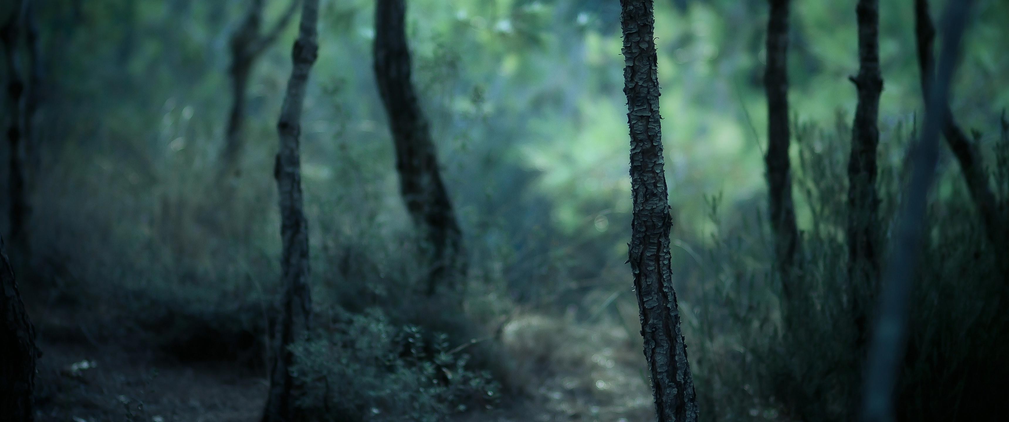 Forest path with trees and foliage HD Wallpaper