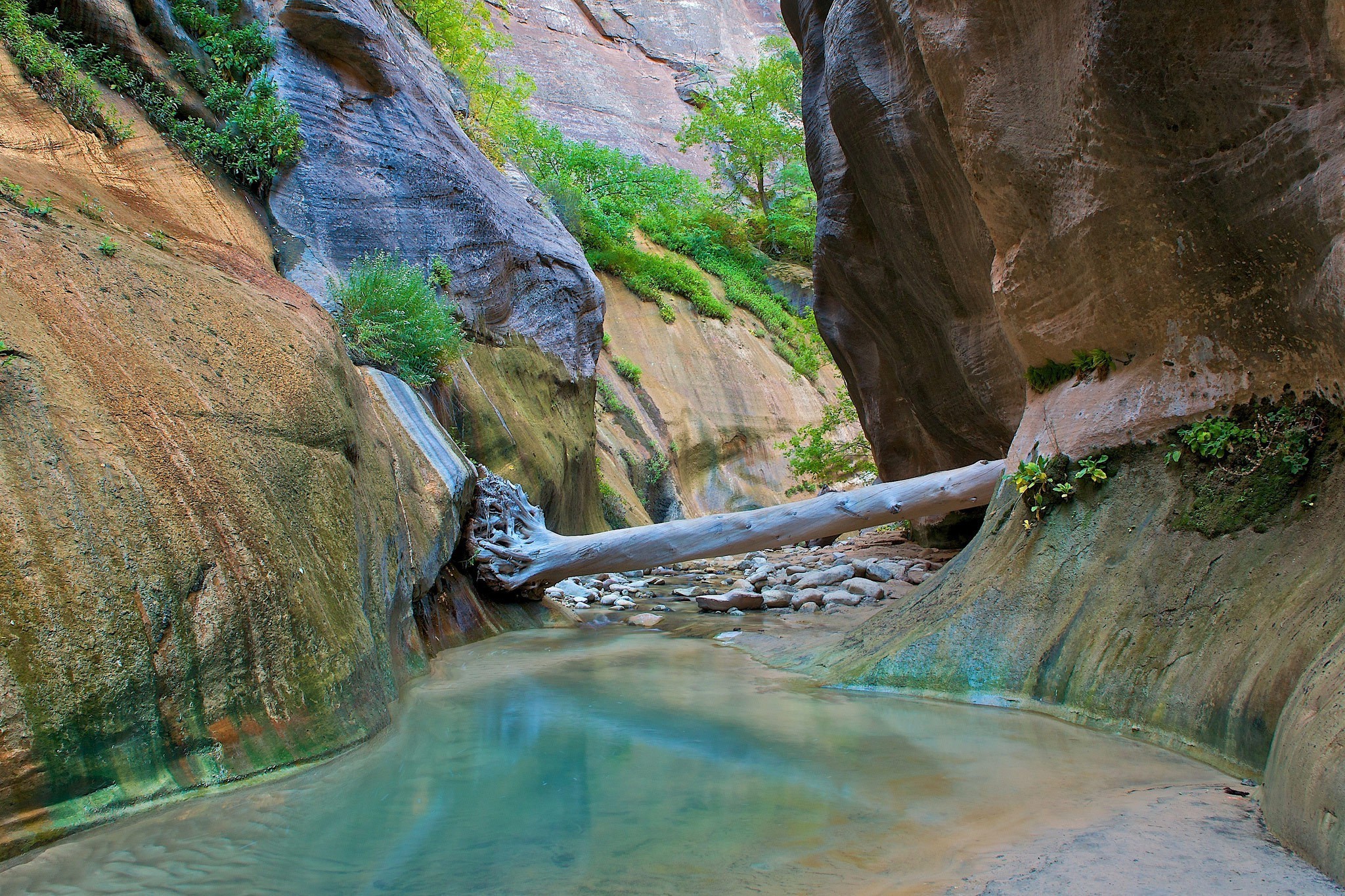 Zion National Park canyon with river and fallen tree HD Wallpaper