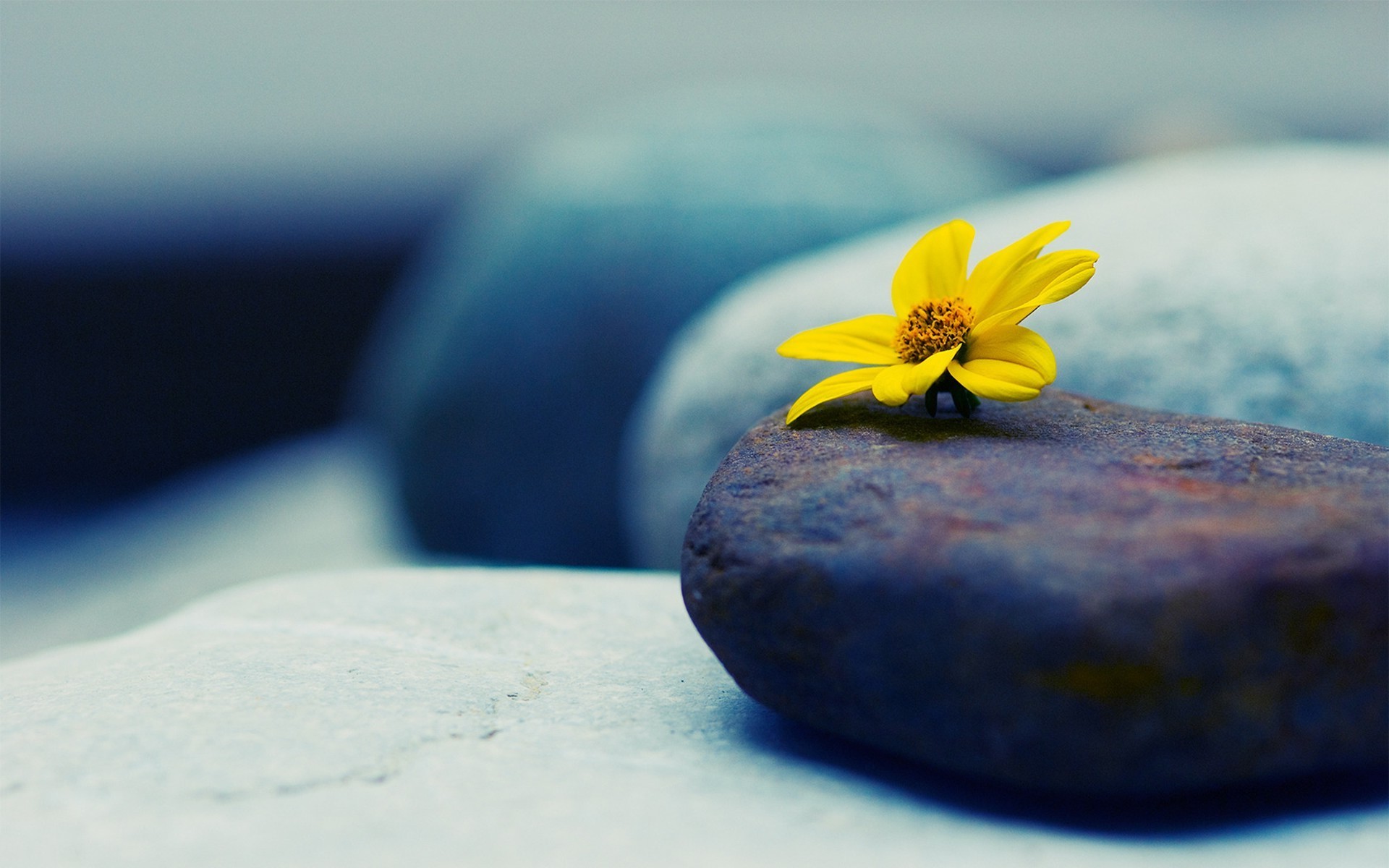 Yellow Flower Resting on Smooth Stones HD Wallpaper