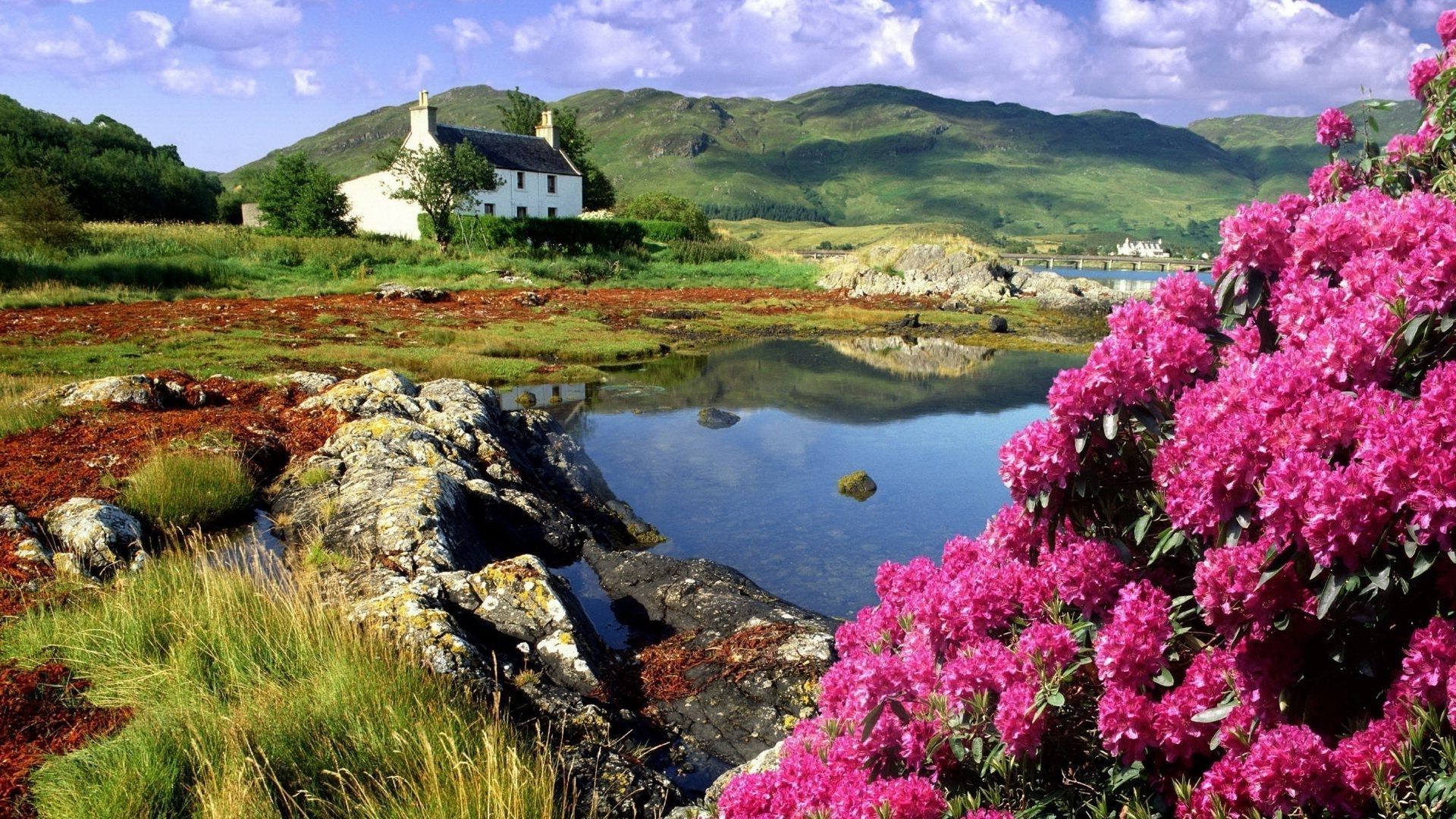 House by a lake in Scotland with pink rhododendrons HD Wallpaper