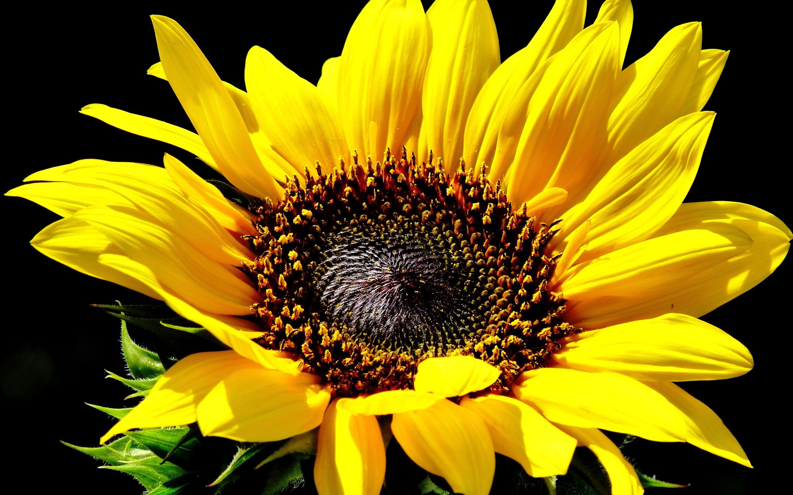 Close-up of a bright yellow sunflower with a dark center HD Wallpaper