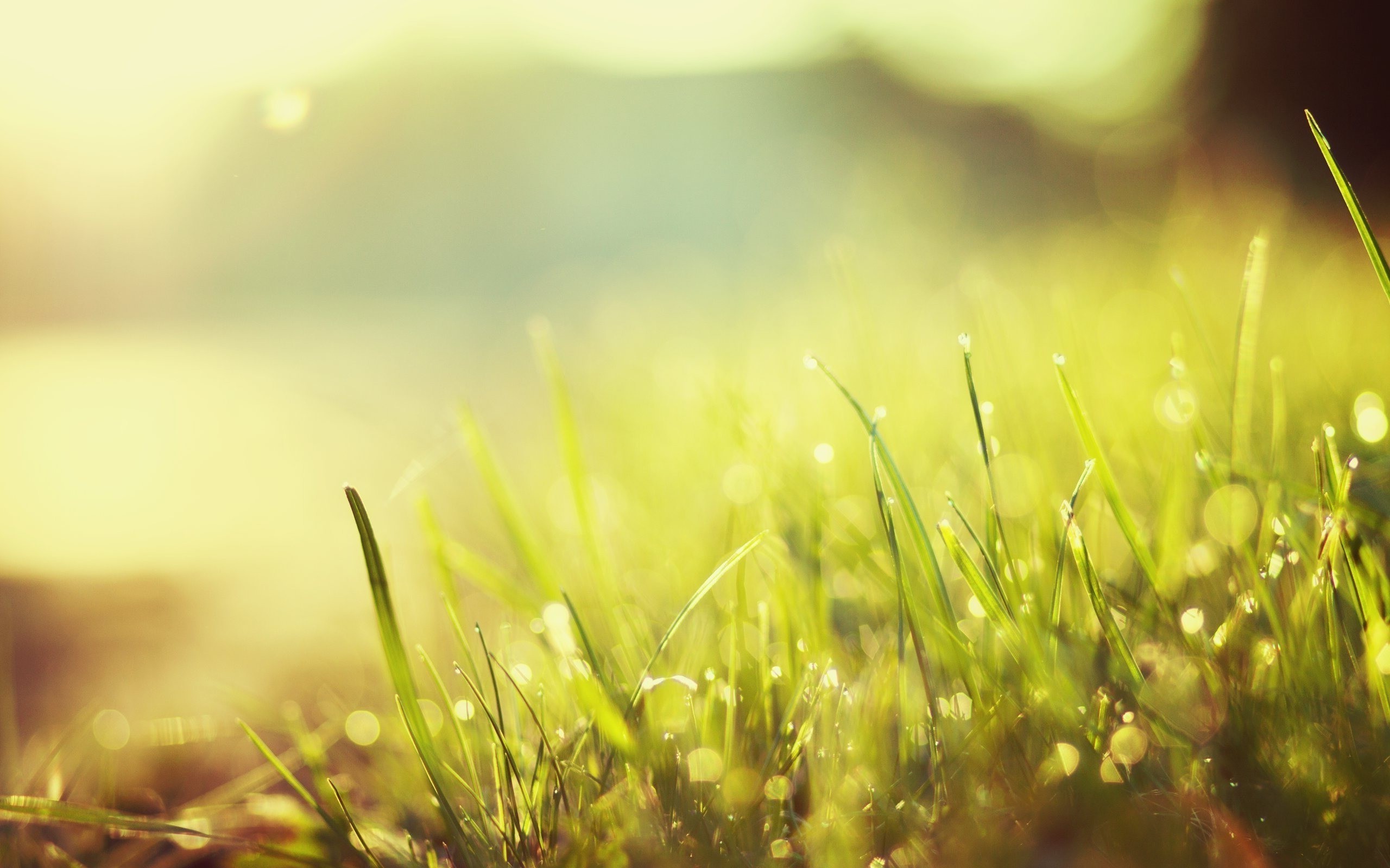 Macro shot of grass with dew drops in sunlight HD Wallpaper