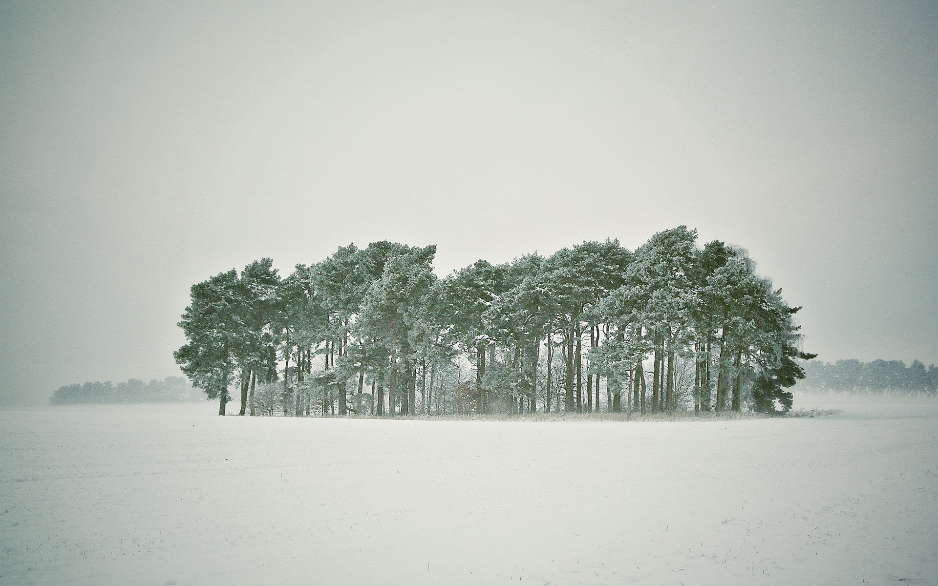 Snowy field with a cluster of pine trees HD Wallpaper